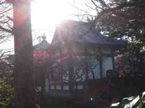 ume blossom and a hall at okunoin