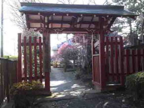 ume blossoms through the gate