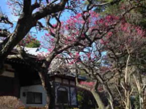 ume blossoms at  Nakayama Okunoin