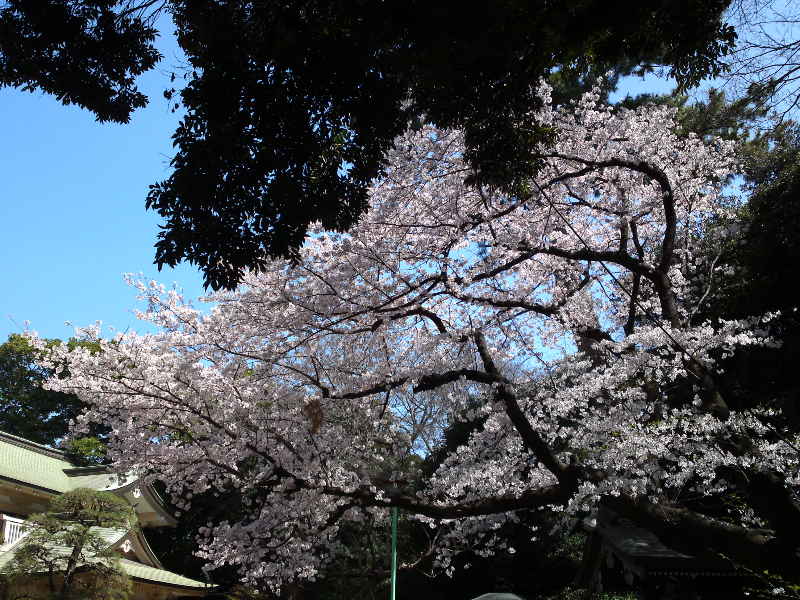 2018年中山奥之院に咲く桜の花４