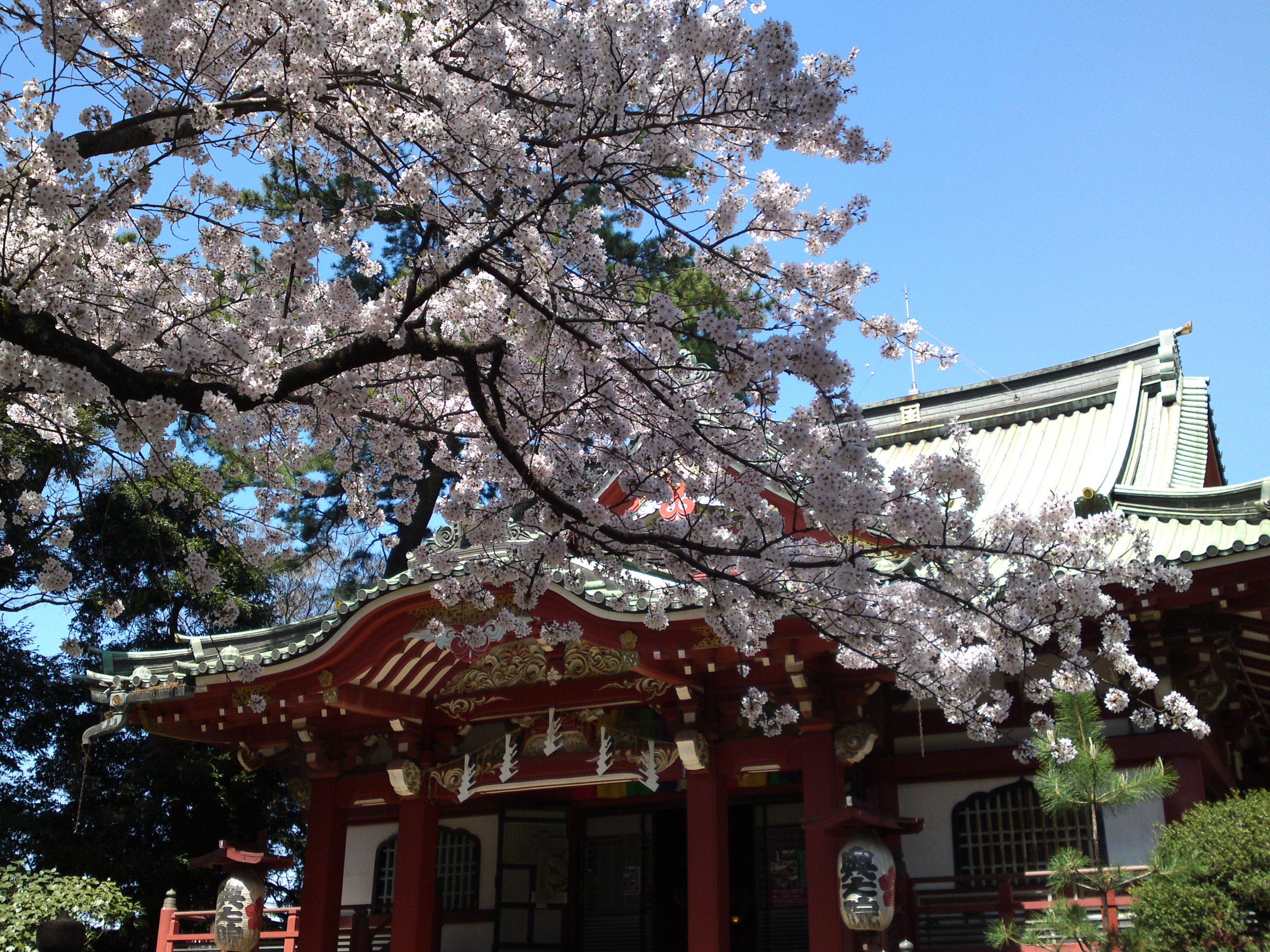 2018年中山奥之院に咲く桜の花５