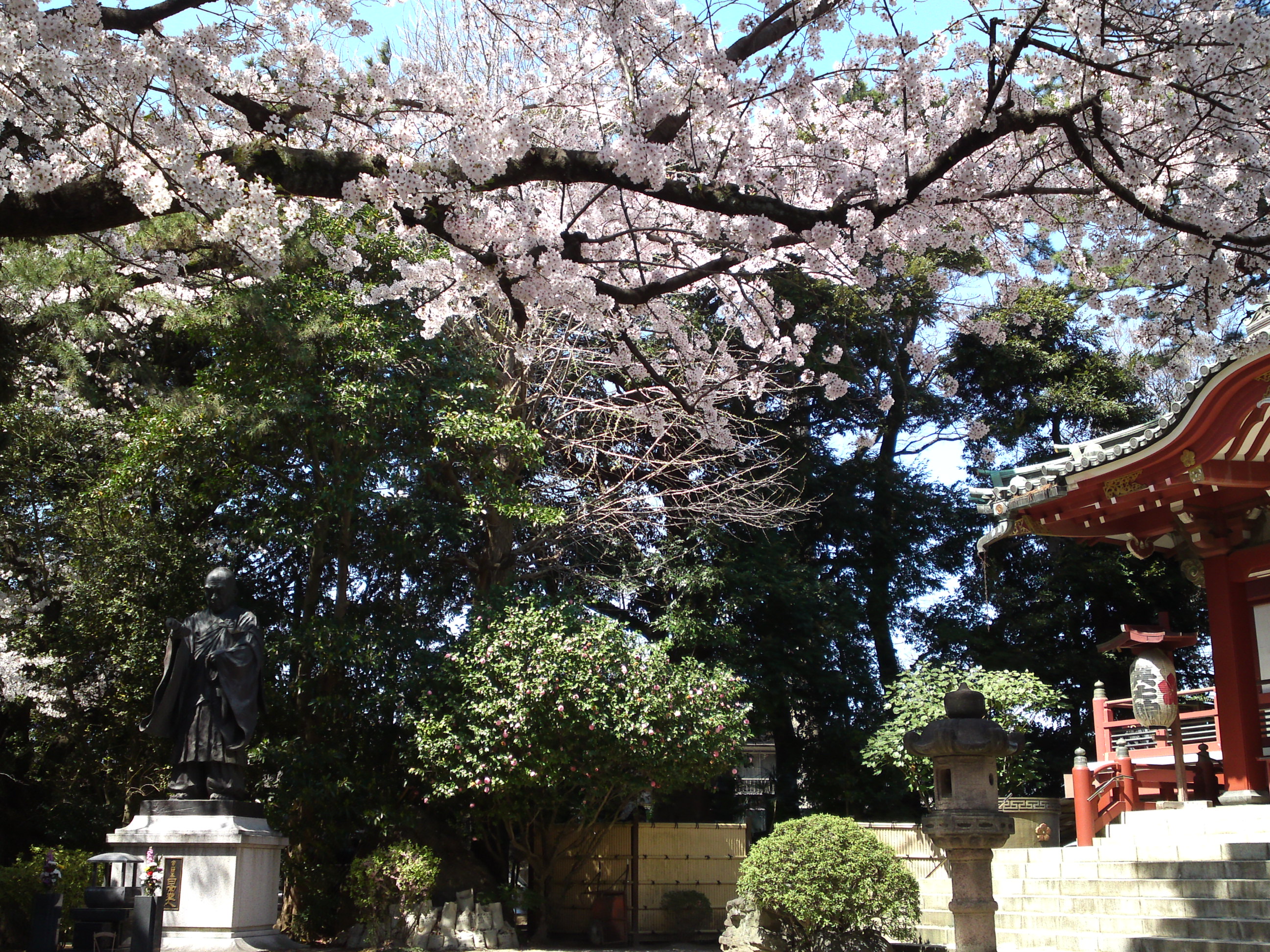 2018年中山奥之院に咲く桜の花７