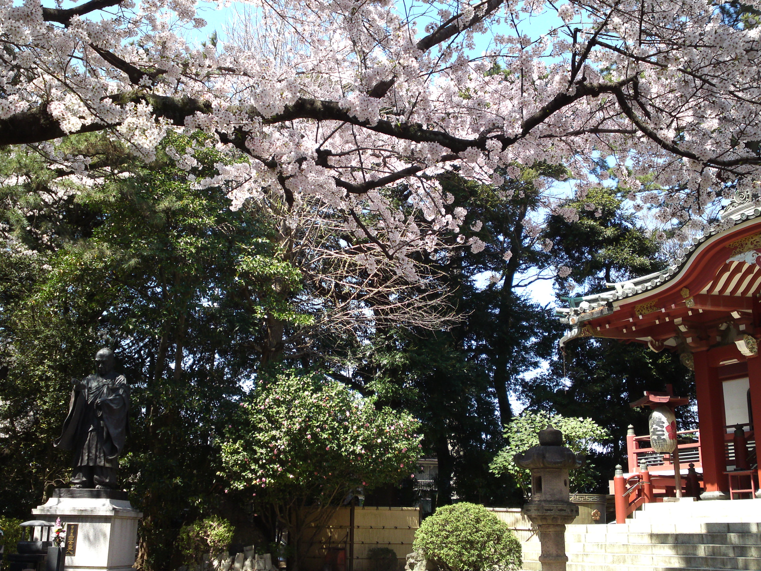 2018年中山奥之院に咲く桜の花８