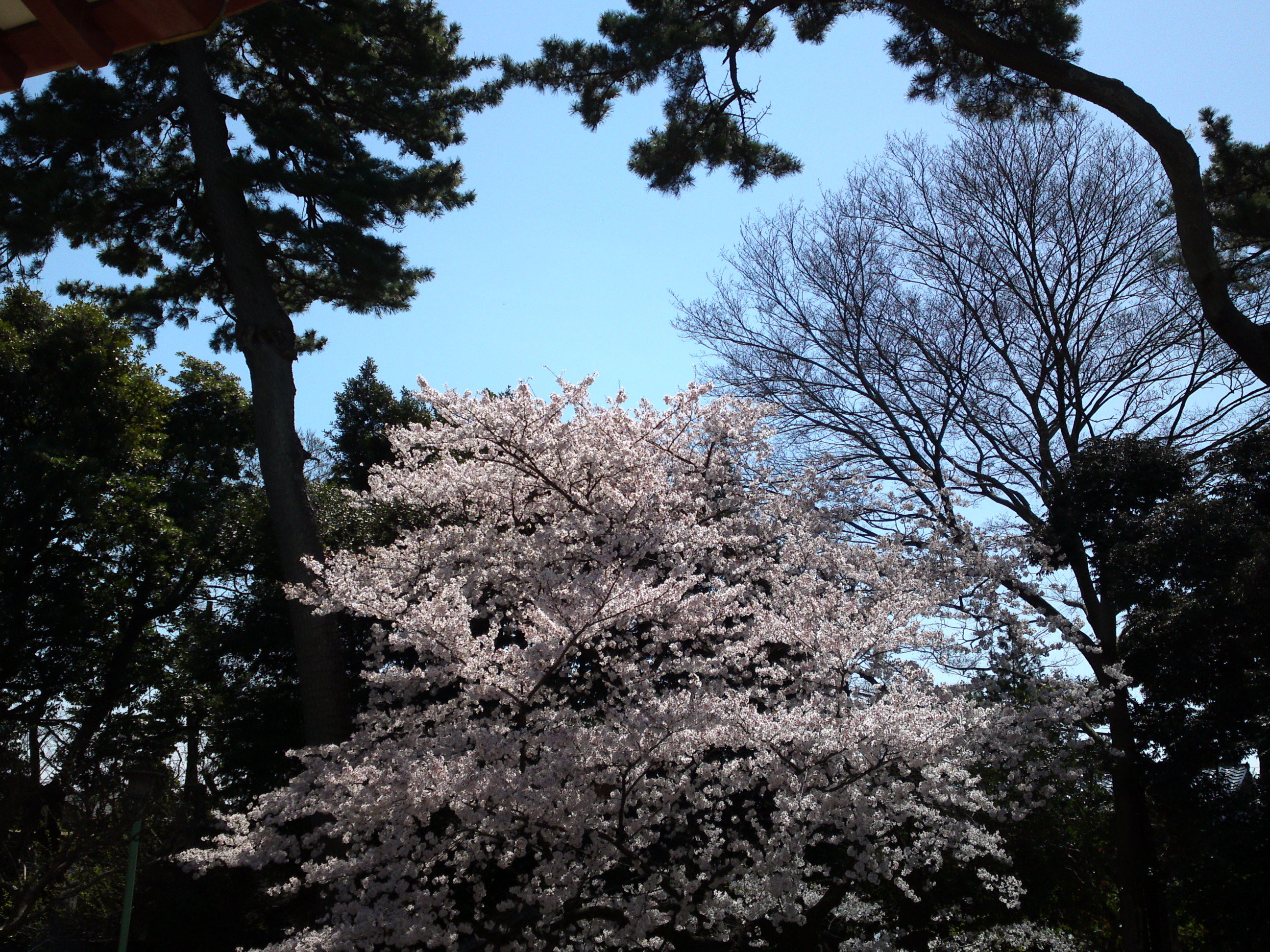 2018年中山奥之院に咲く桜の花１２
