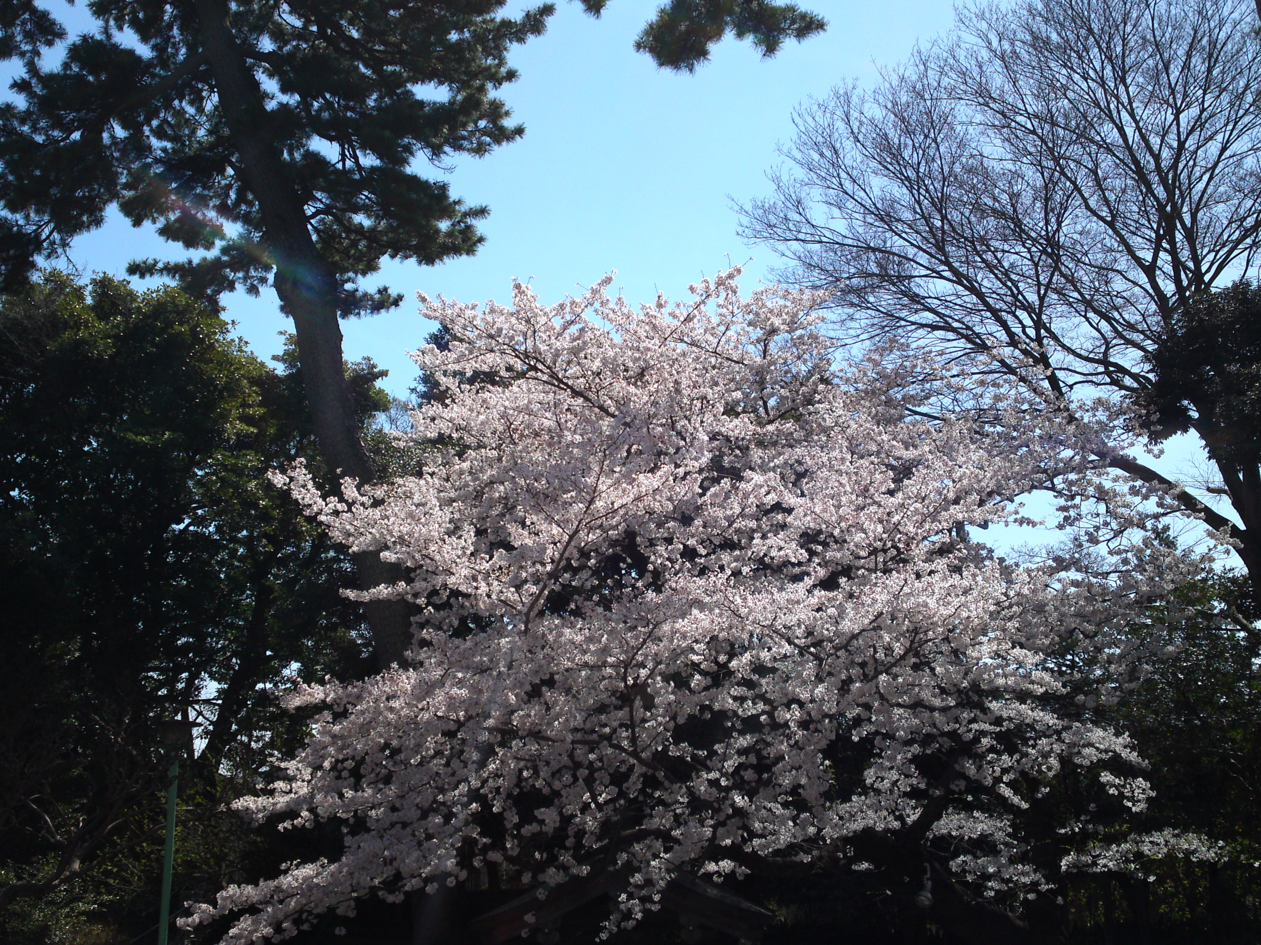 2018年中山奥之院に咲く桜の花１３