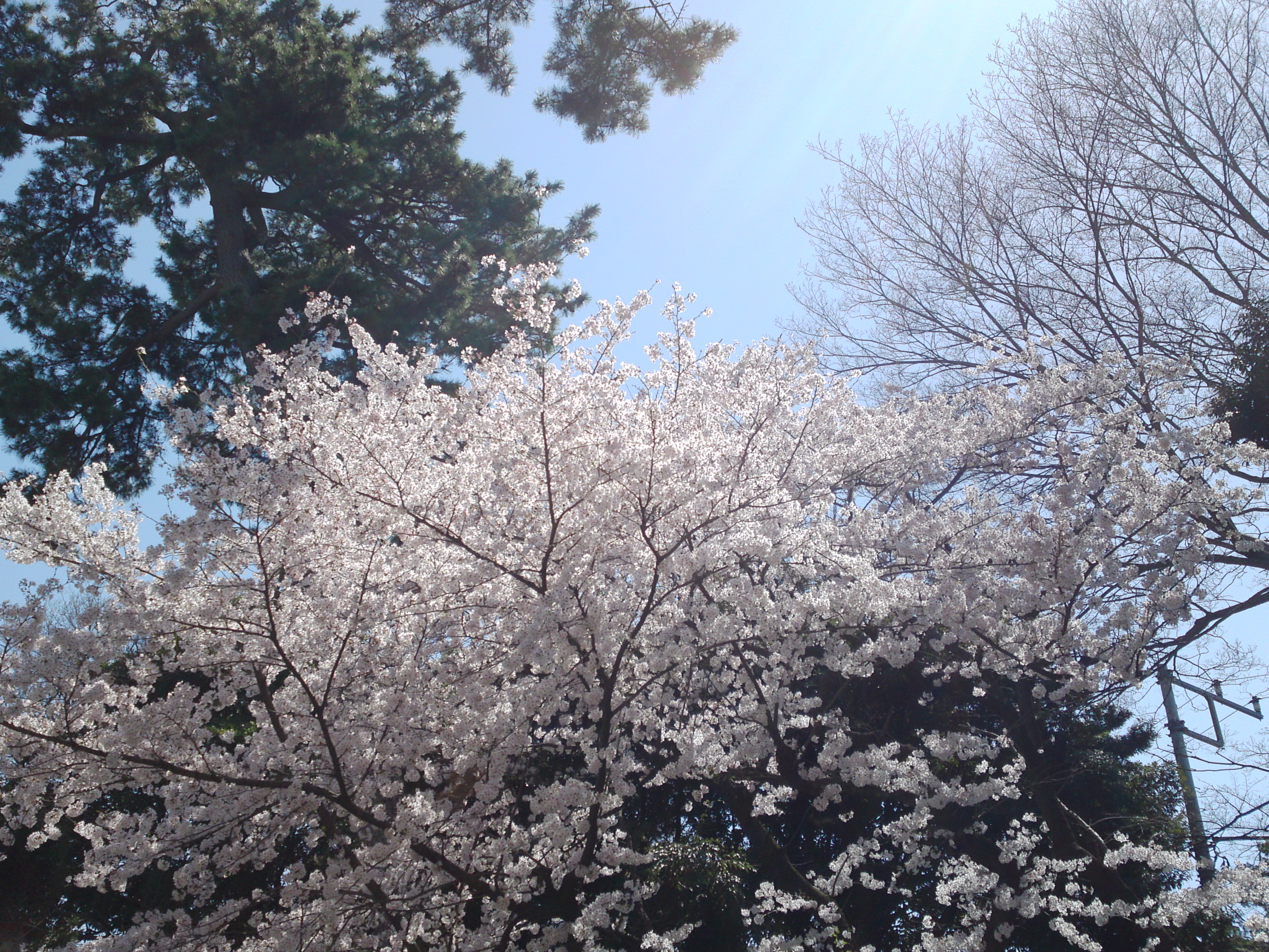 2018年中山奥之院に咲く桜の花１４