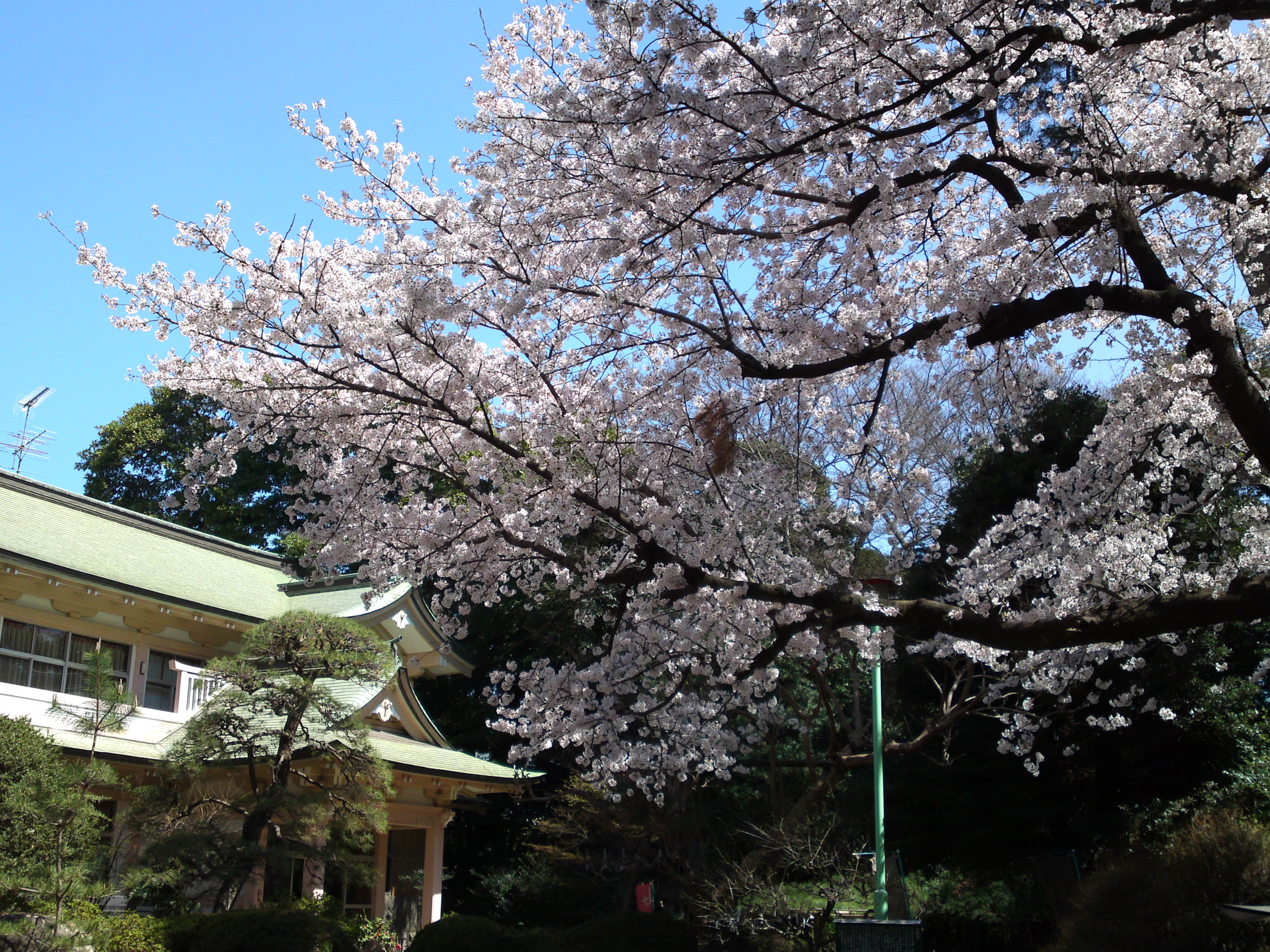 2018年中山奥之院に咲く桜の花１５