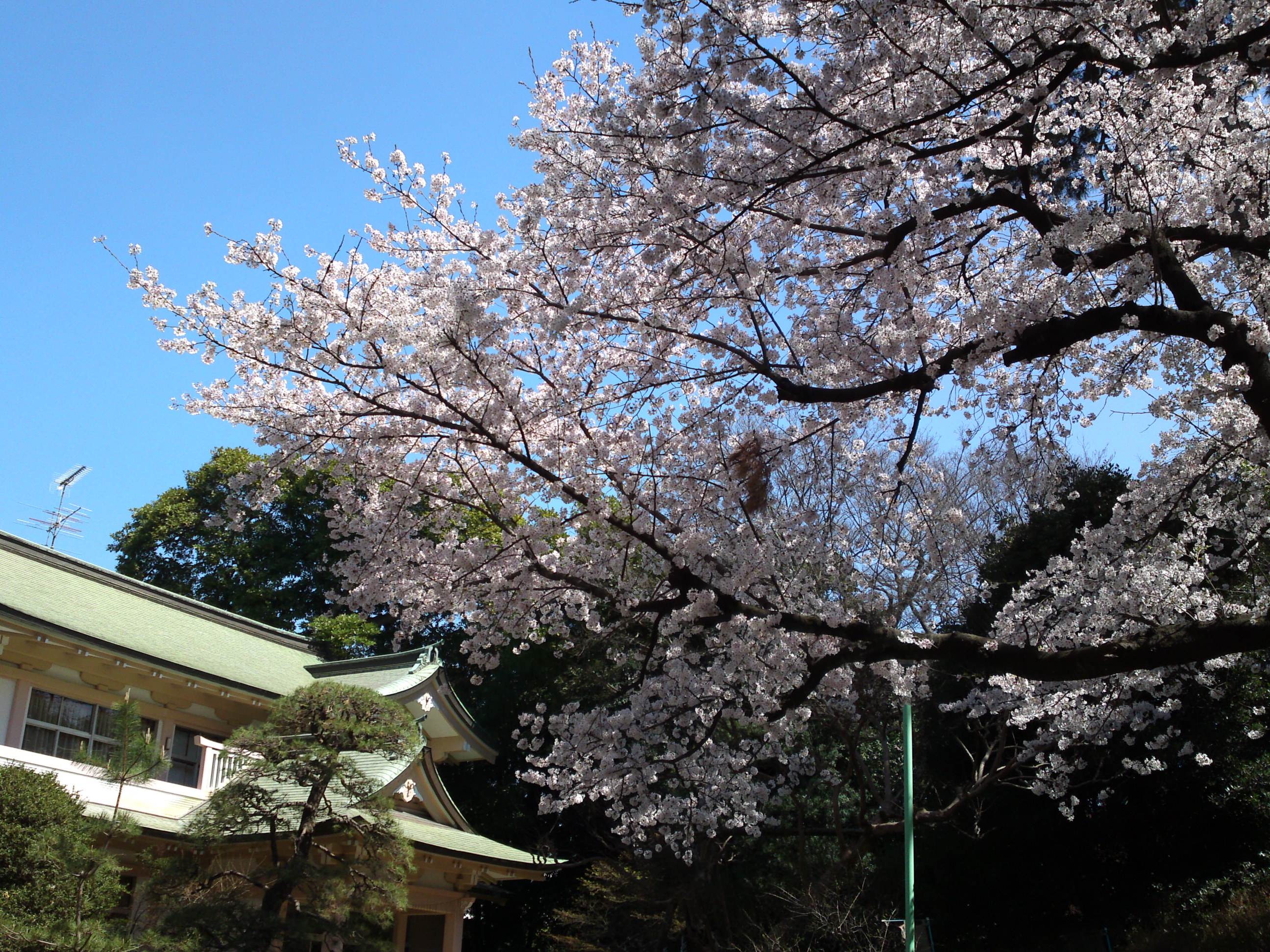2018年中山奥之院に咲く桜の花１６