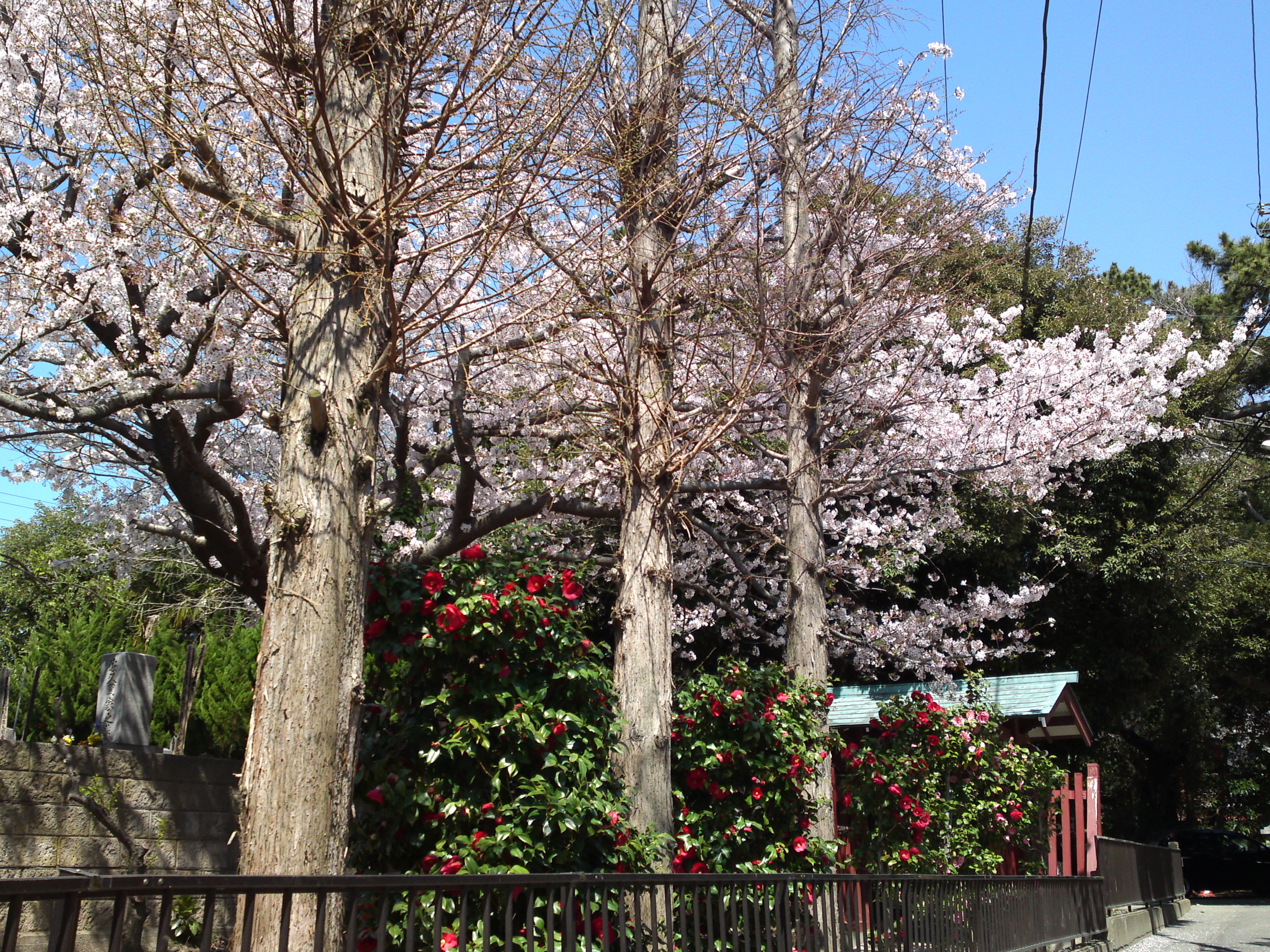 2018年中山奥之院に咲く桜の花１７