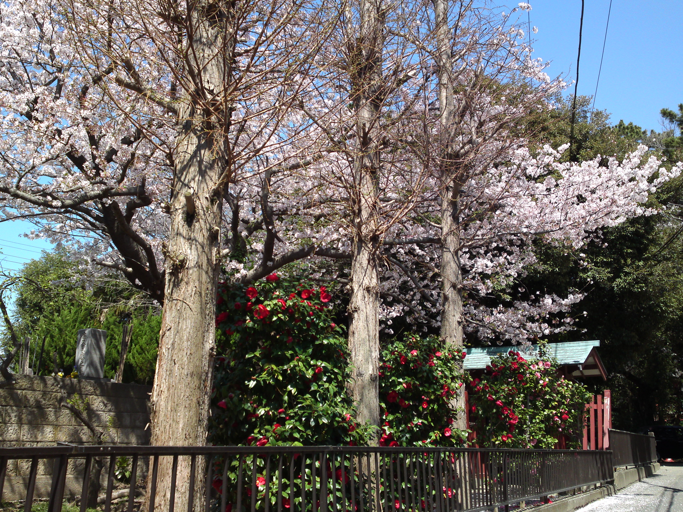 2018年中山奥之院に咲く桜の花１８