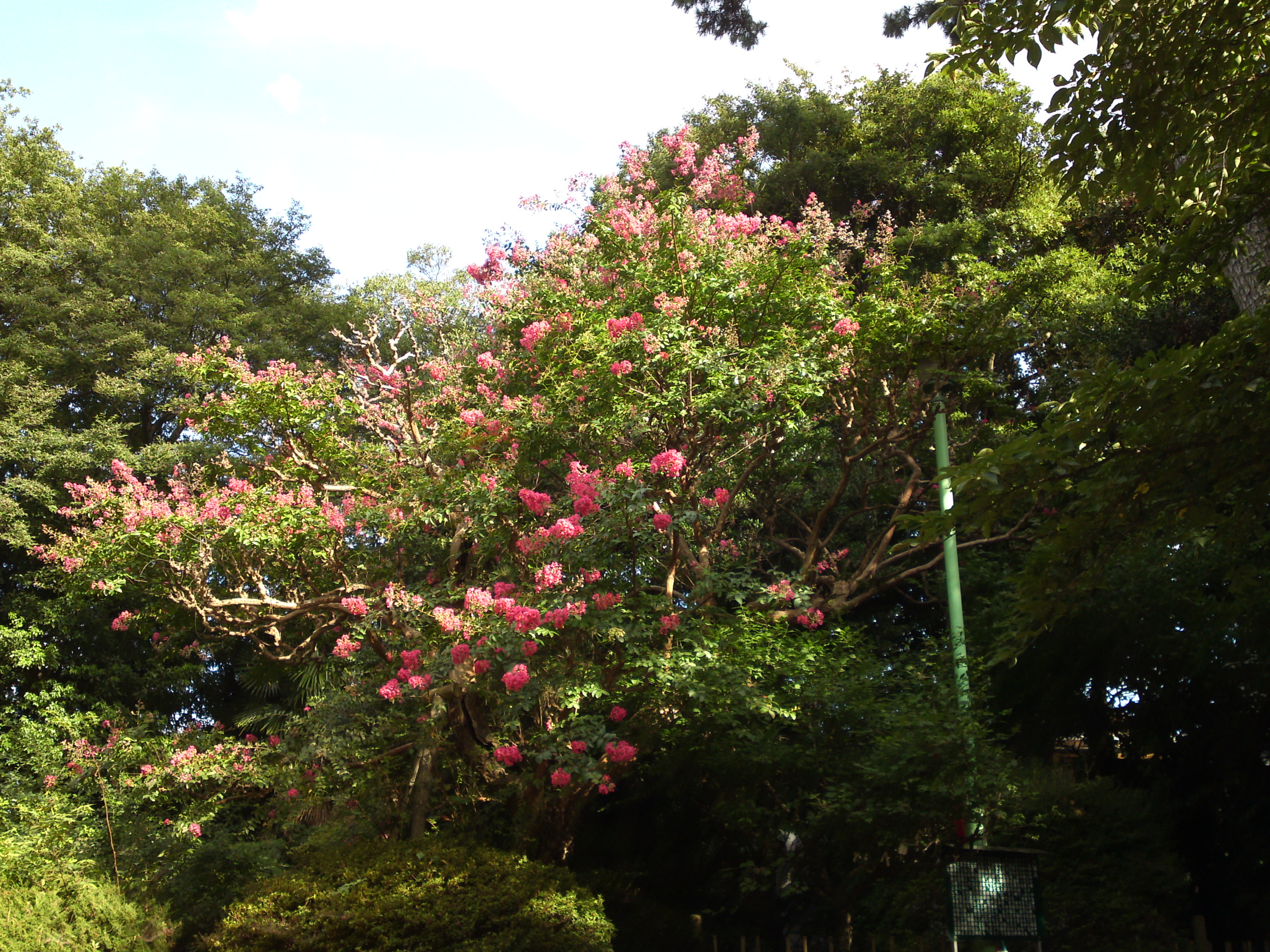 2015年中山奥之院に咲く百日紅の花１