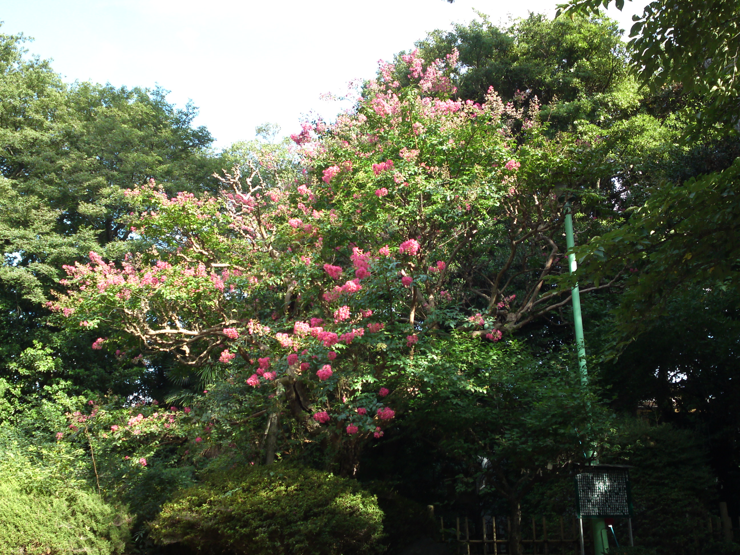 2015年中山奥之院に咲く百日紅の花２
