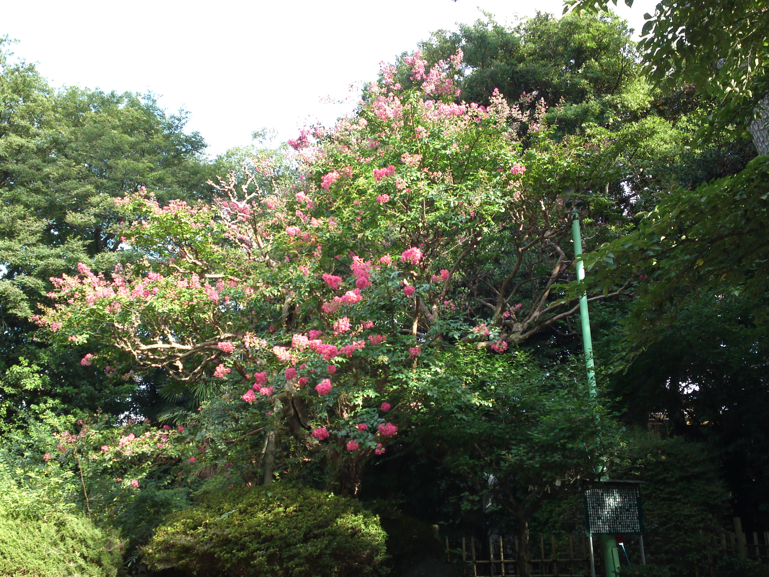 2015年中山奥之院に咲く百日紅の花３