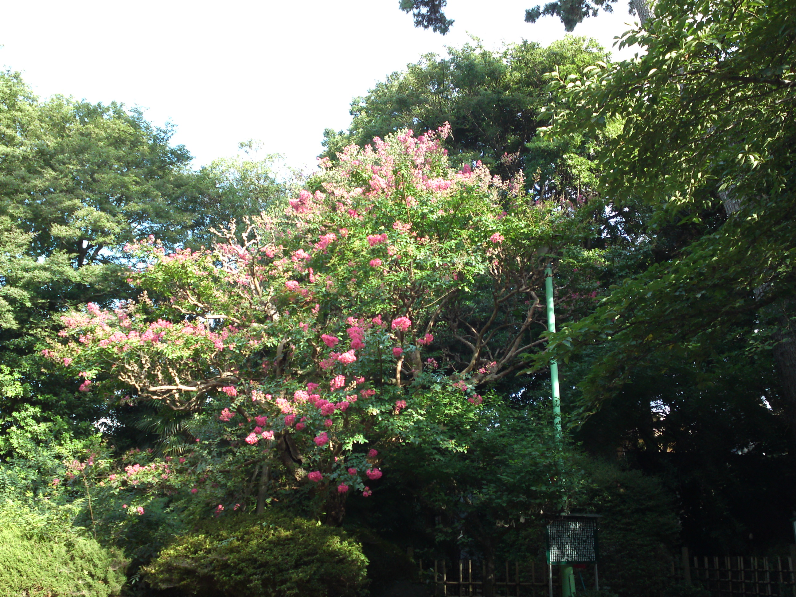 2015年中山奥之院に咲く百日紅の花８