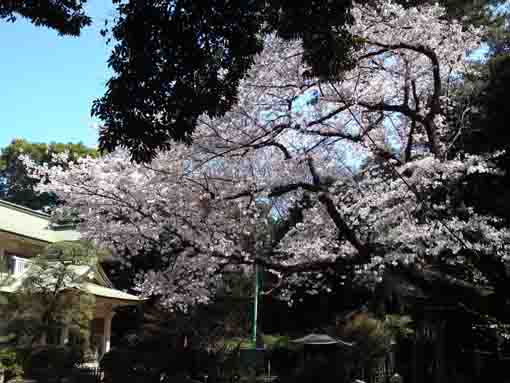 中山奥之院本堂の桜