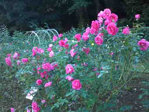 大町自然観察園に咲くピンクのバラ