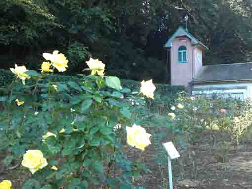 大町自然観察園に咲く黄色いバラ