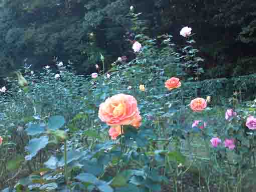 大町自然観察園に咲くオレンジのバラ