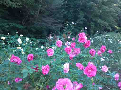 大町自然観察園に咲くピンクと白いバラ