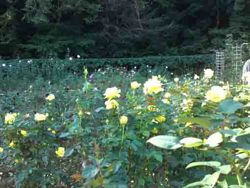 大町自然観察園に咲くたくさんの黄色いバラ
