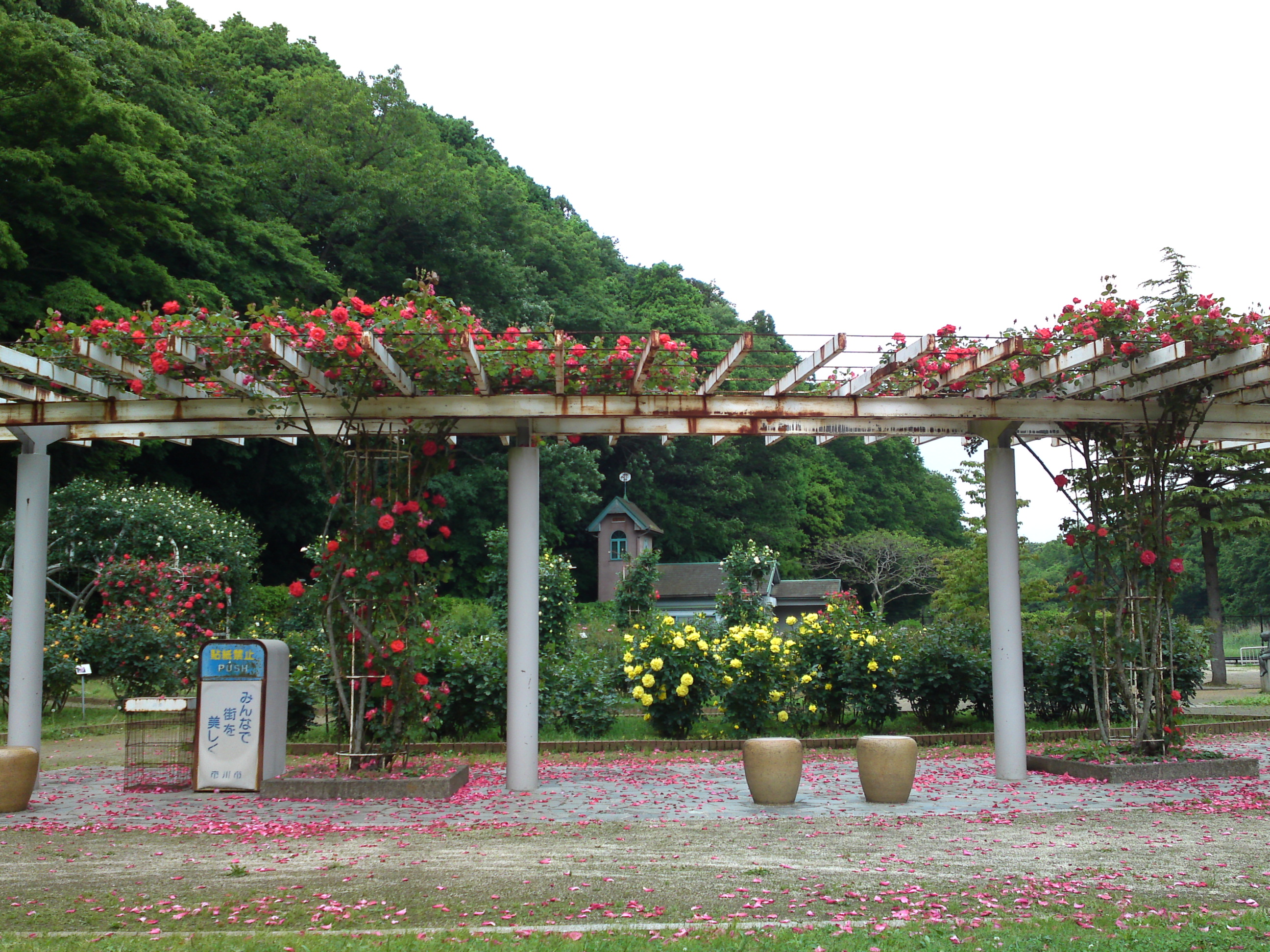 2017年大町自然観察園のバラ園２９