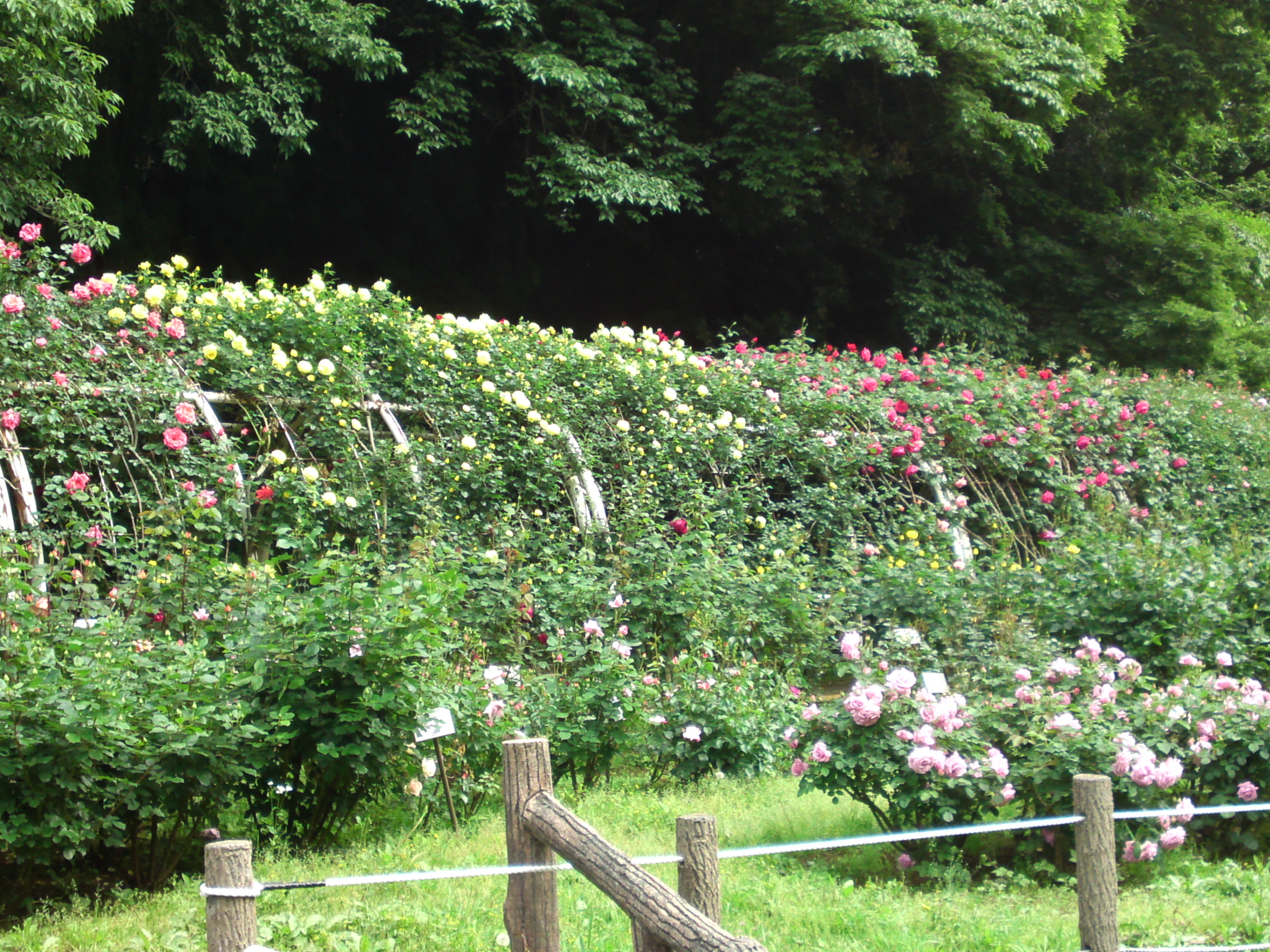 2017年大町自然観察園のバラ園３９