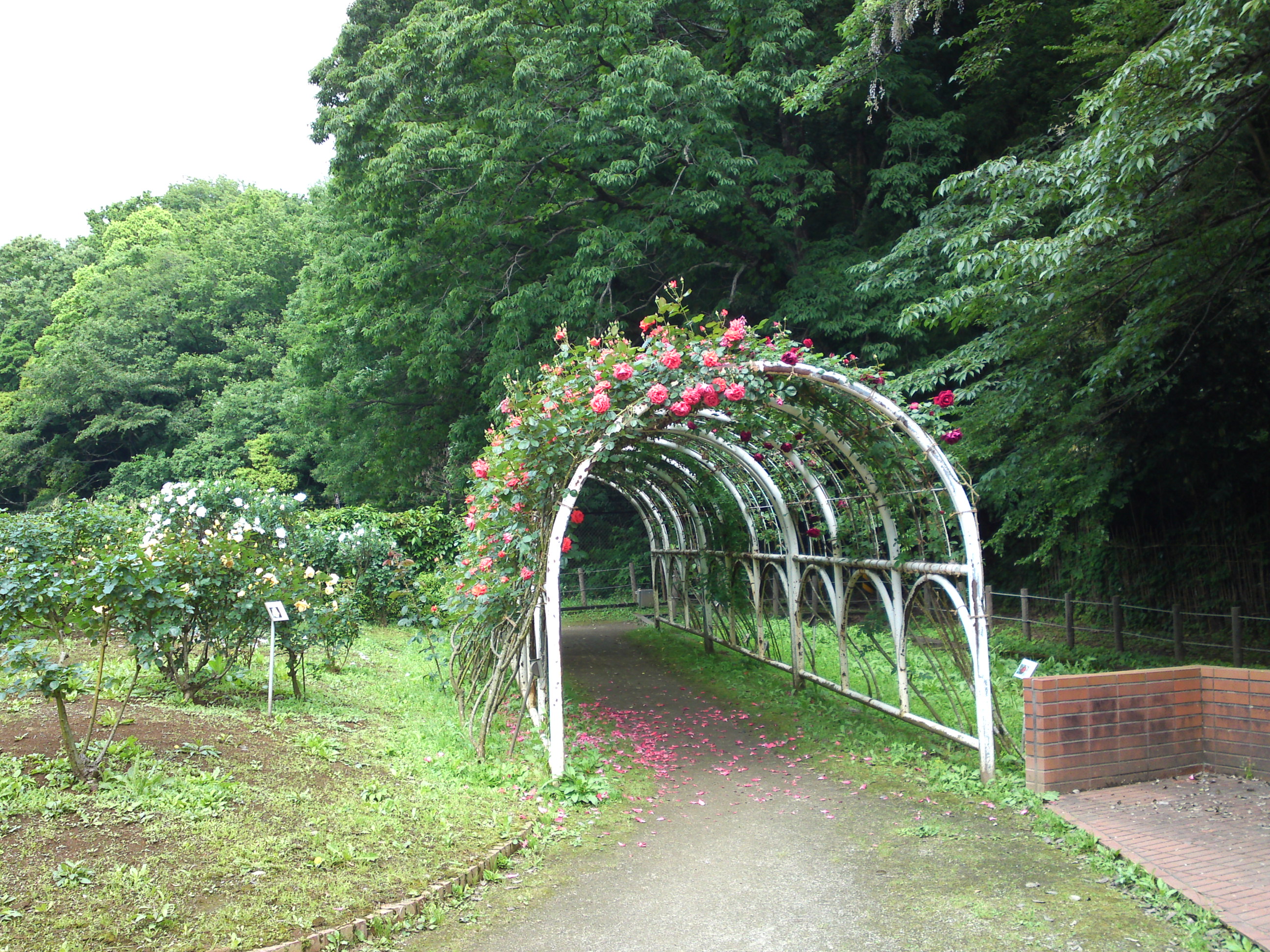 2017年大町自然観察園のバラ園５０