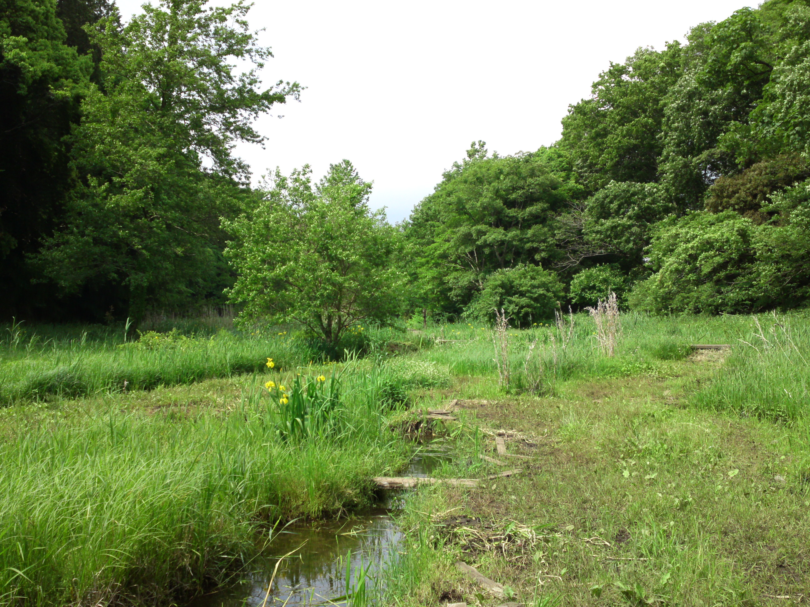 2017年新緑の大町自然観察園３