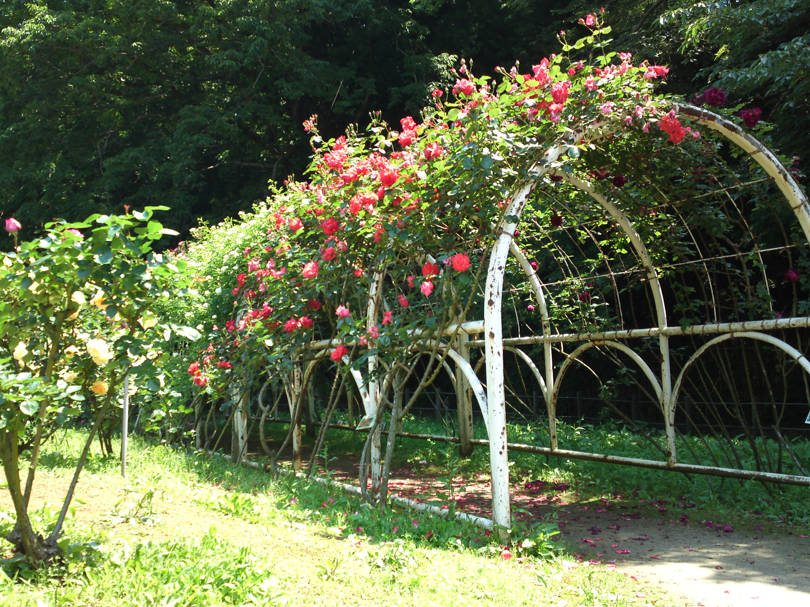 2017年大町自然観察園咲く満開のバラの花４