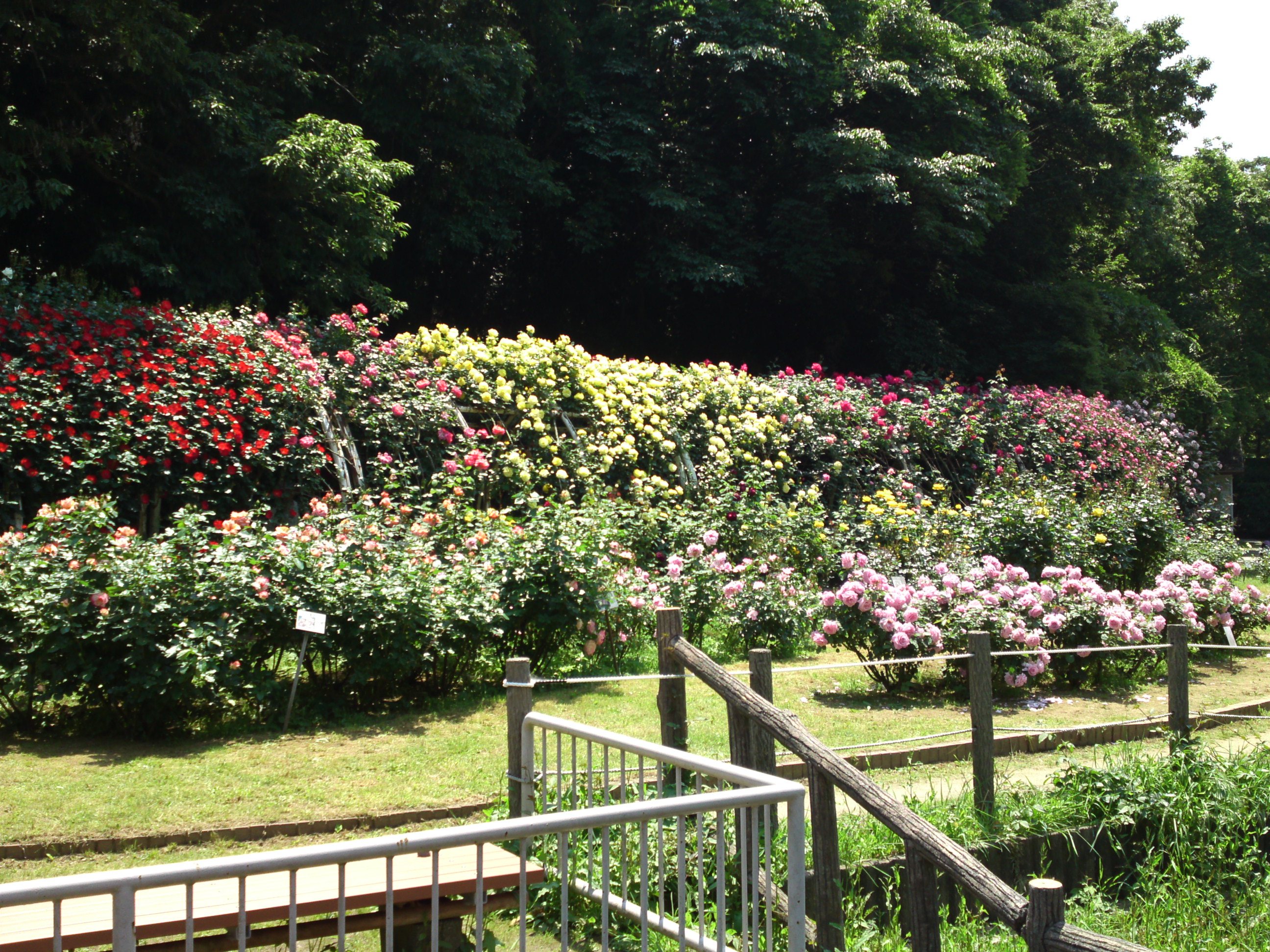 2017年大町自然観察園咲く満開のバラの花５