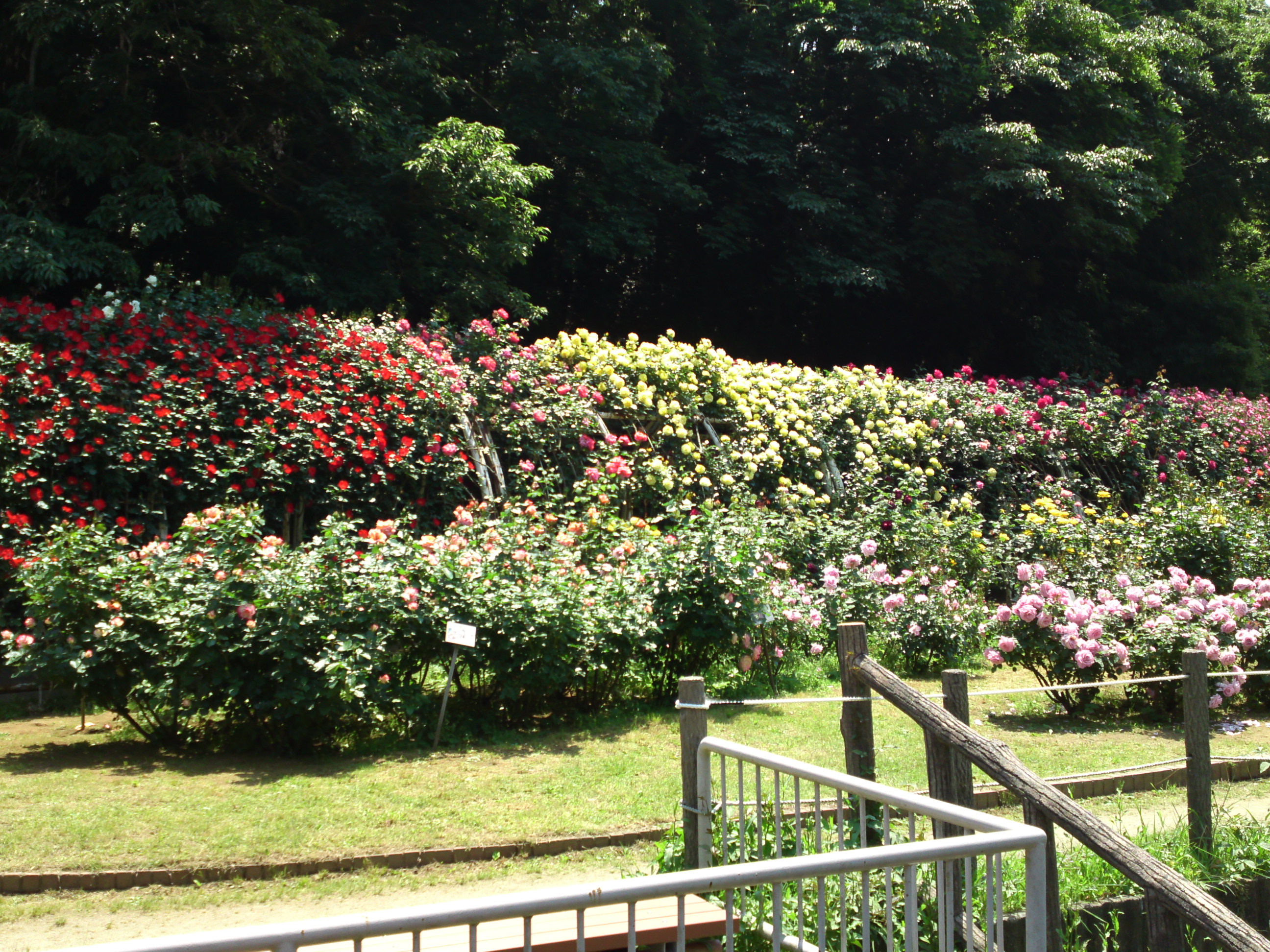 2017年大町自然観察園咲く満開のバラの花６