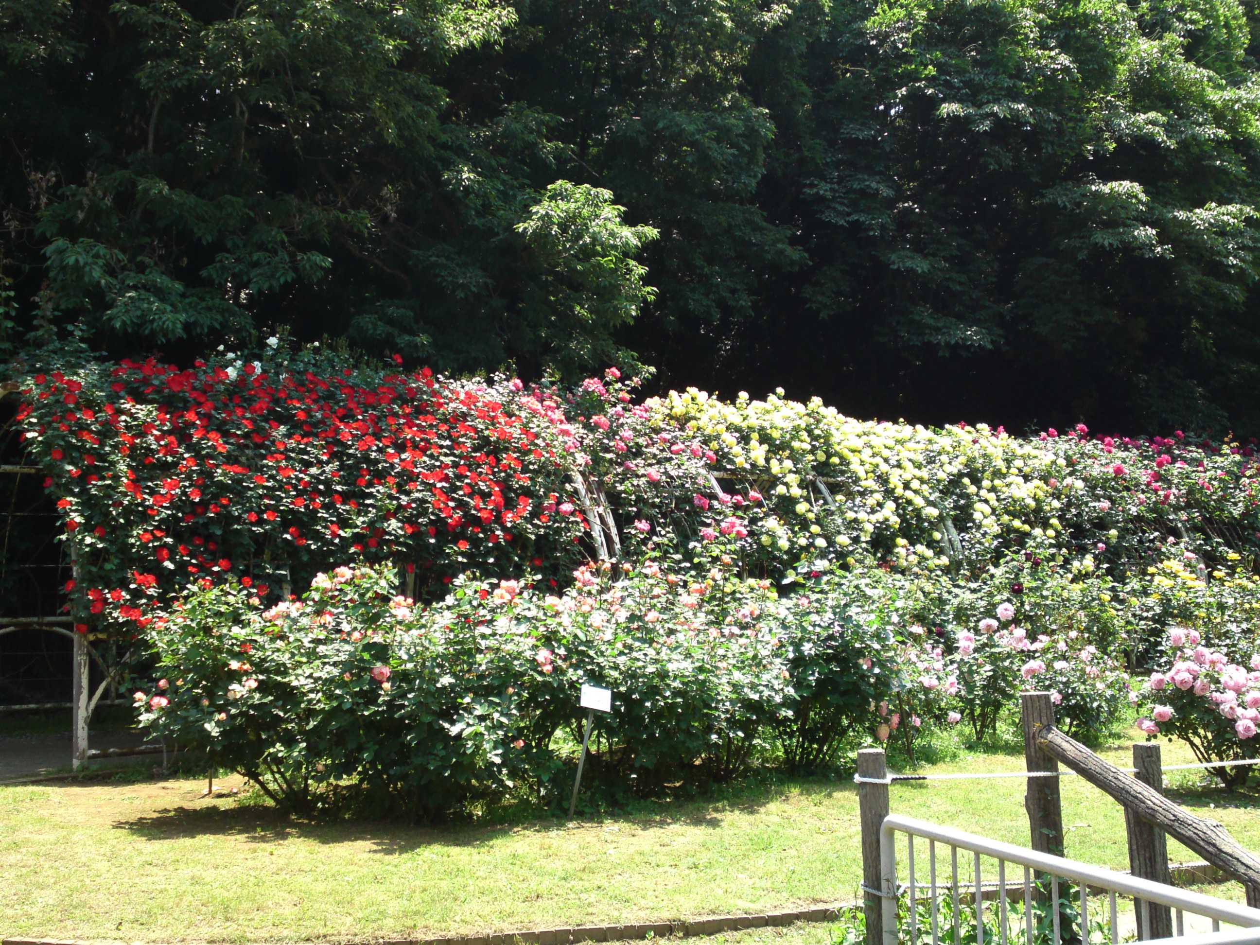 2017年大町自然観察園咲く満開のバラの花７