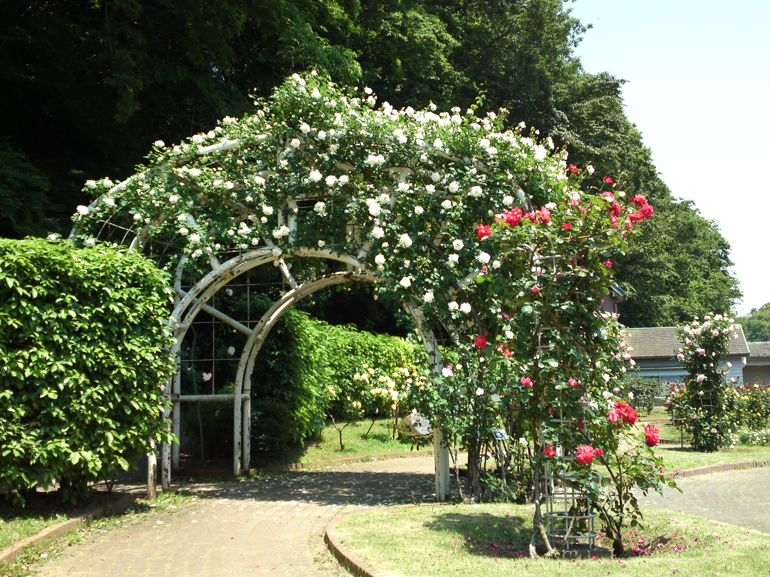 2017年大町自然観察園咲く満開のバラの花９