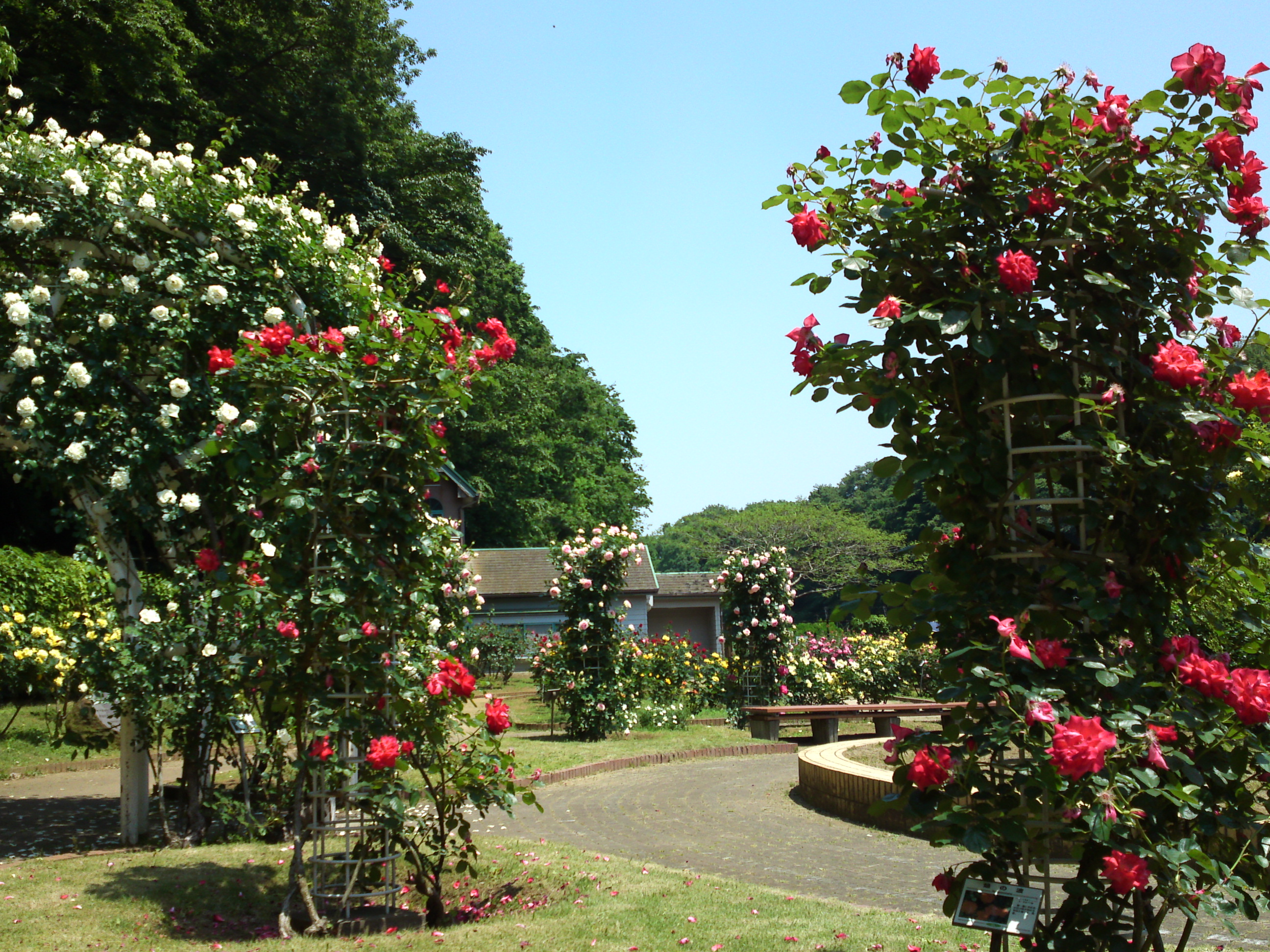 2017年大町自然観察園咲く満開のバラの花１０