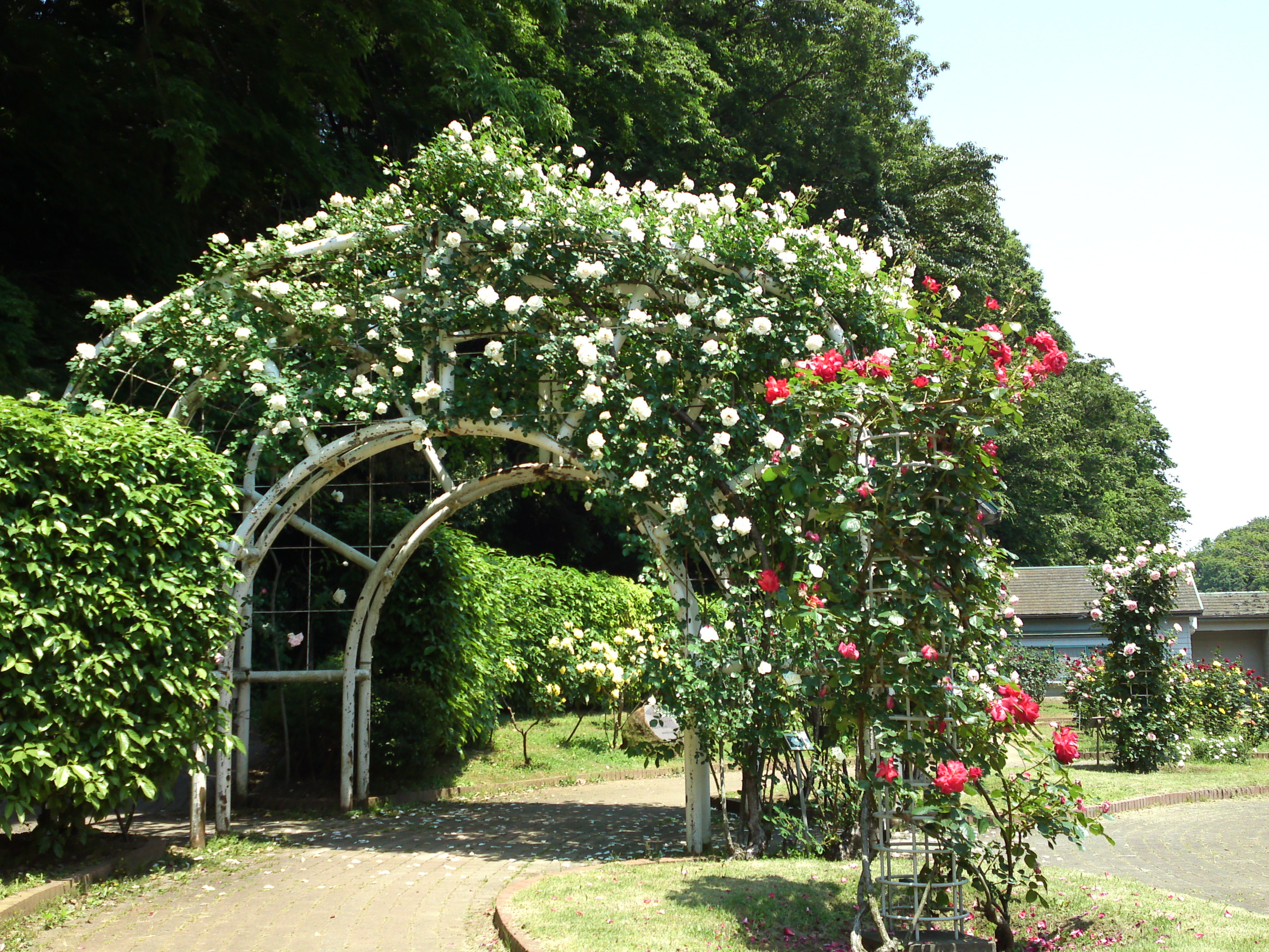 2017年大町自然観察園咲く満開のバラの花１１