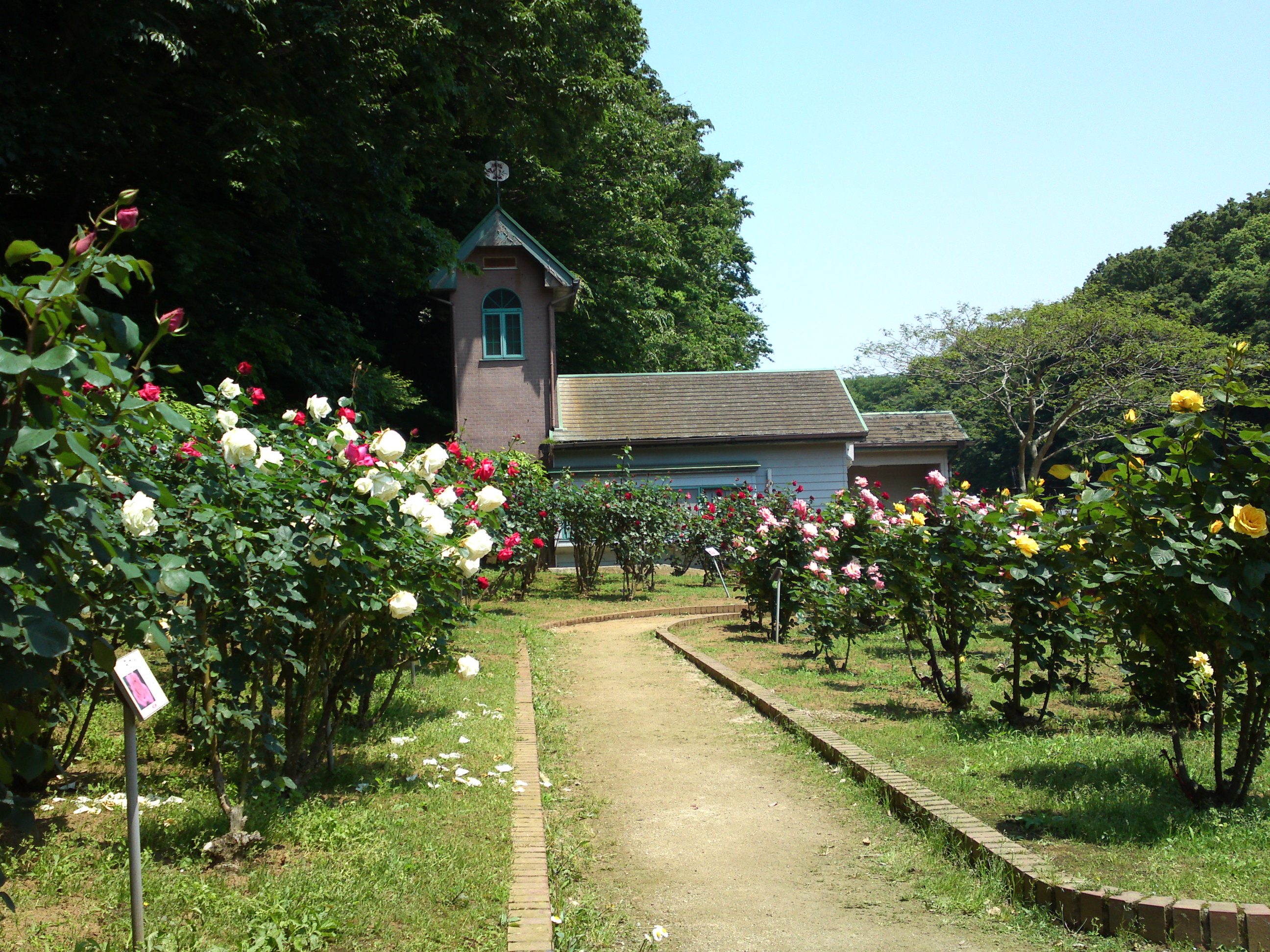 2017年大町自然観察園咲く満開のバラの花１３