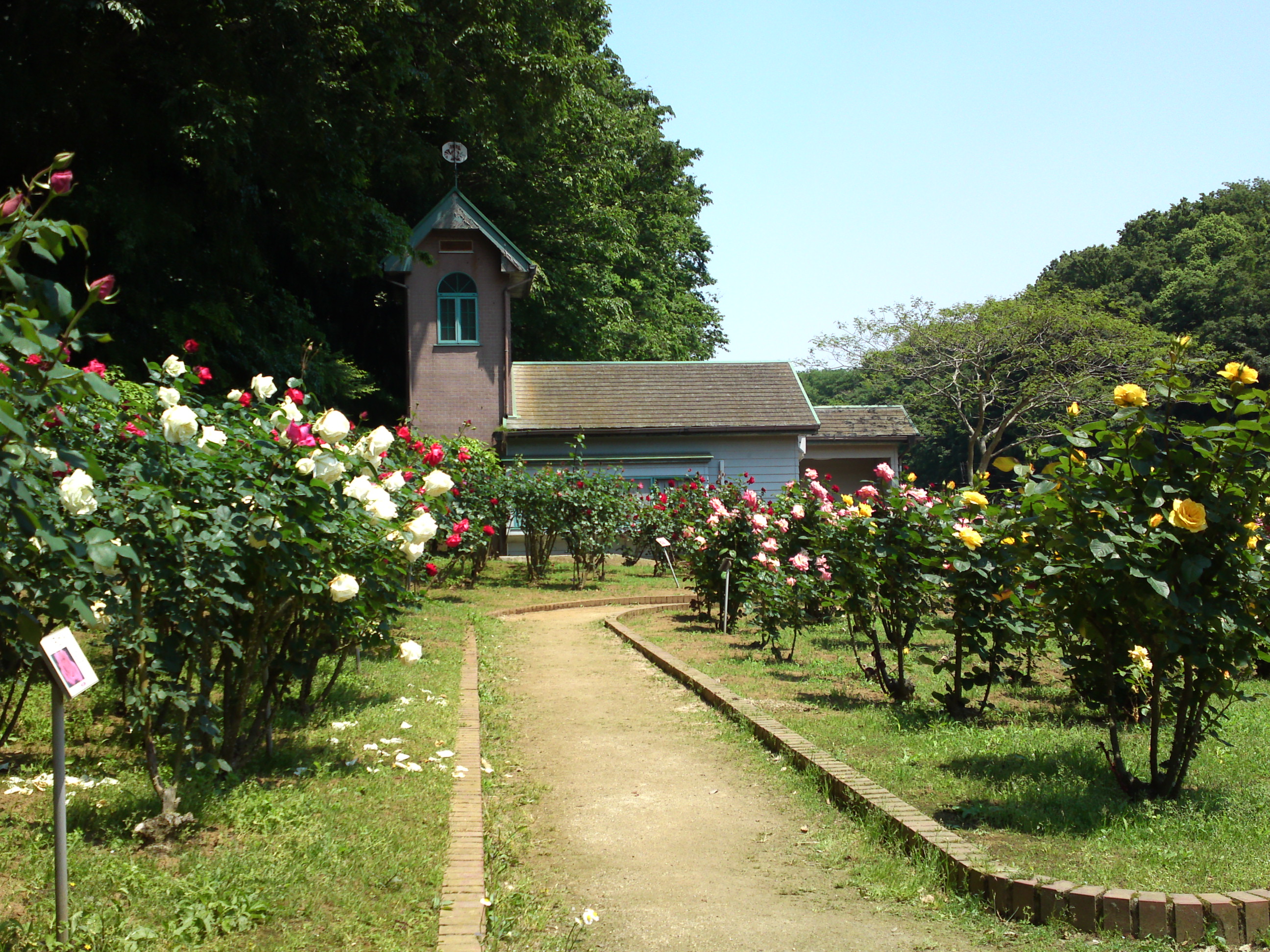 2017年大町自然観察園咲く満開のバラの花１４