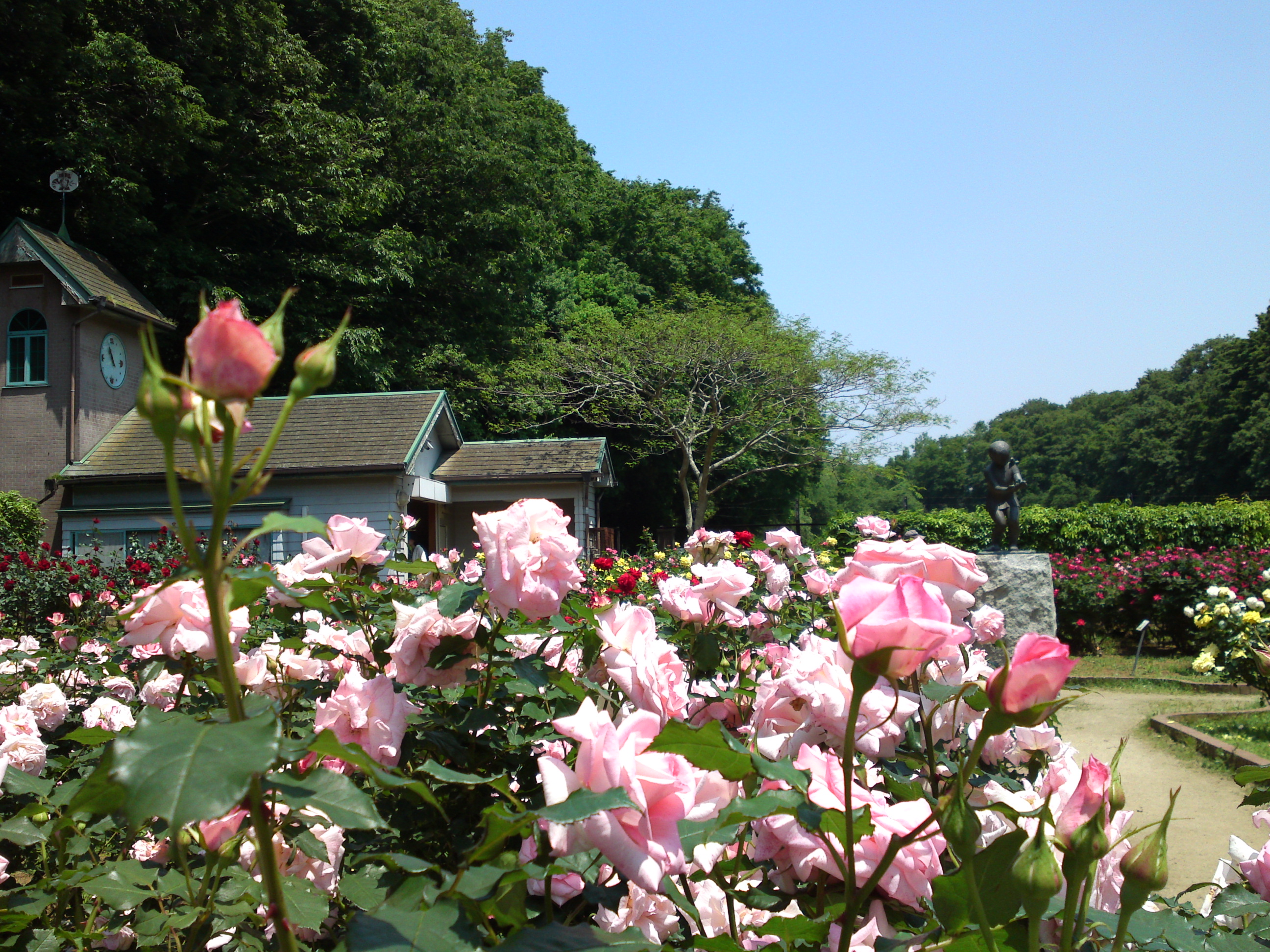 2017年大町自然観察園咲く満開のバラの花１６