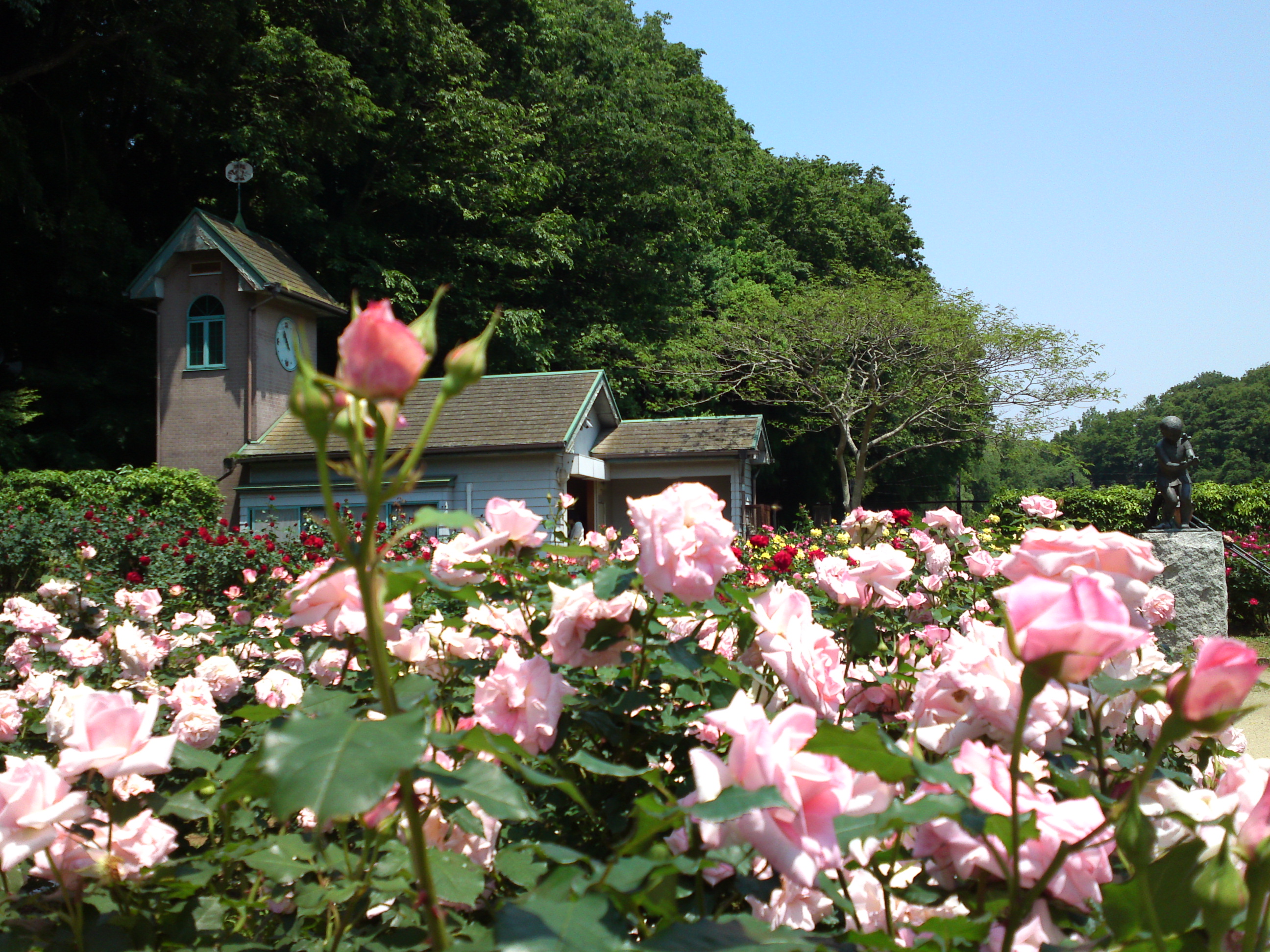 2017年大町自然観察園咲く満開のバラの花１７