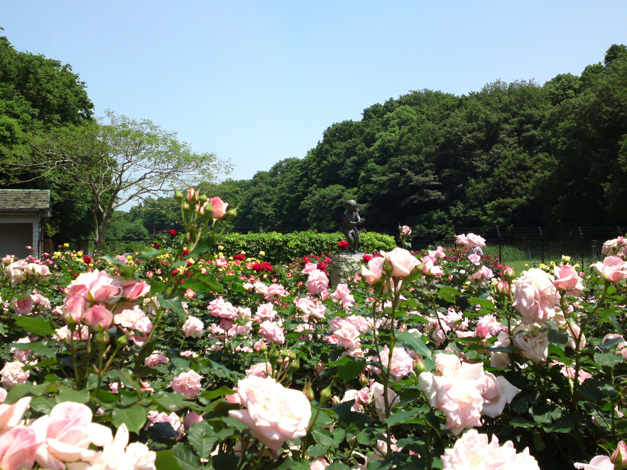 2017年大町自然観察園咲く満開のバラの花１８