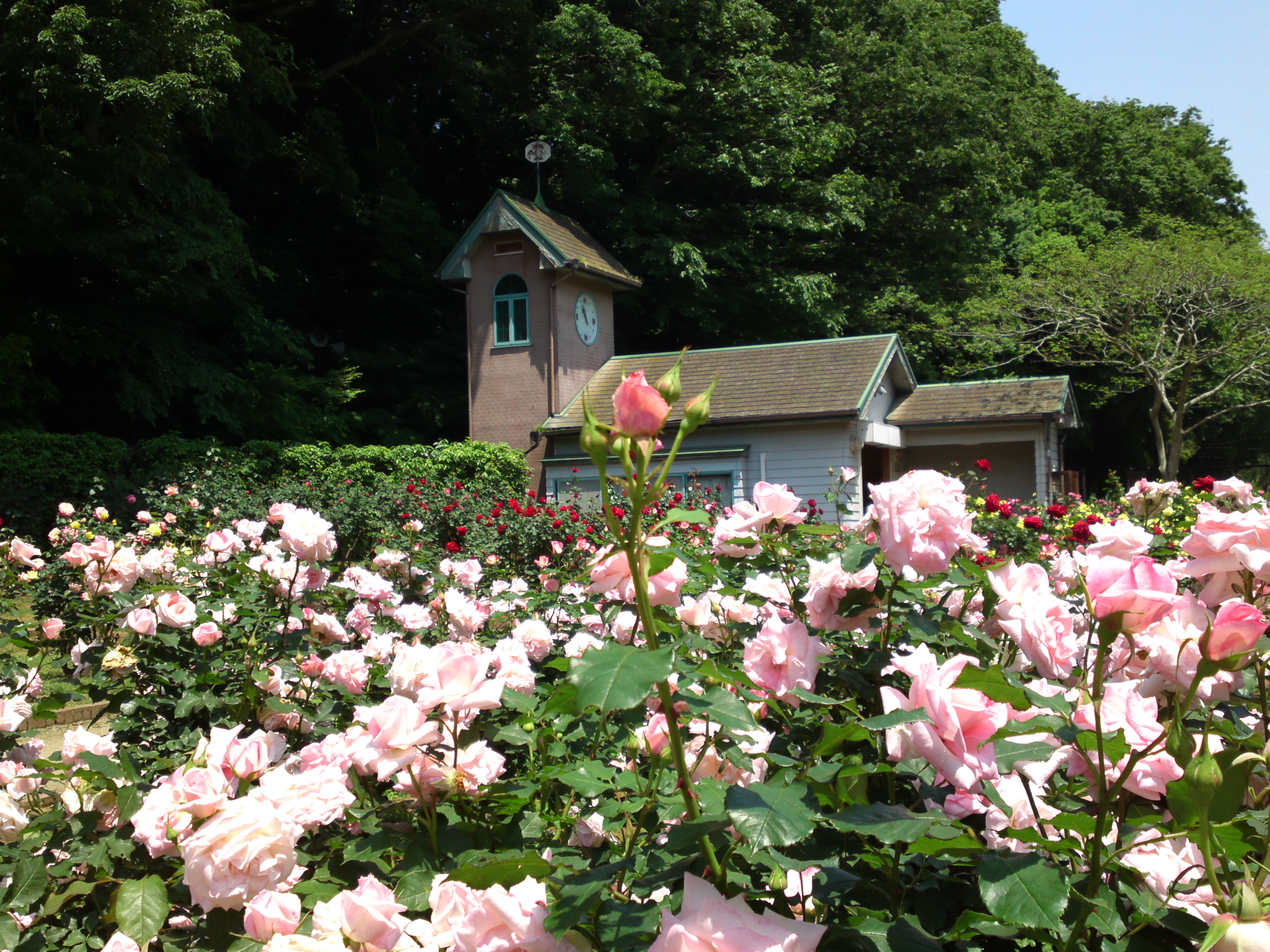 2017年大町自然観察園咲く満開のバラの花１９