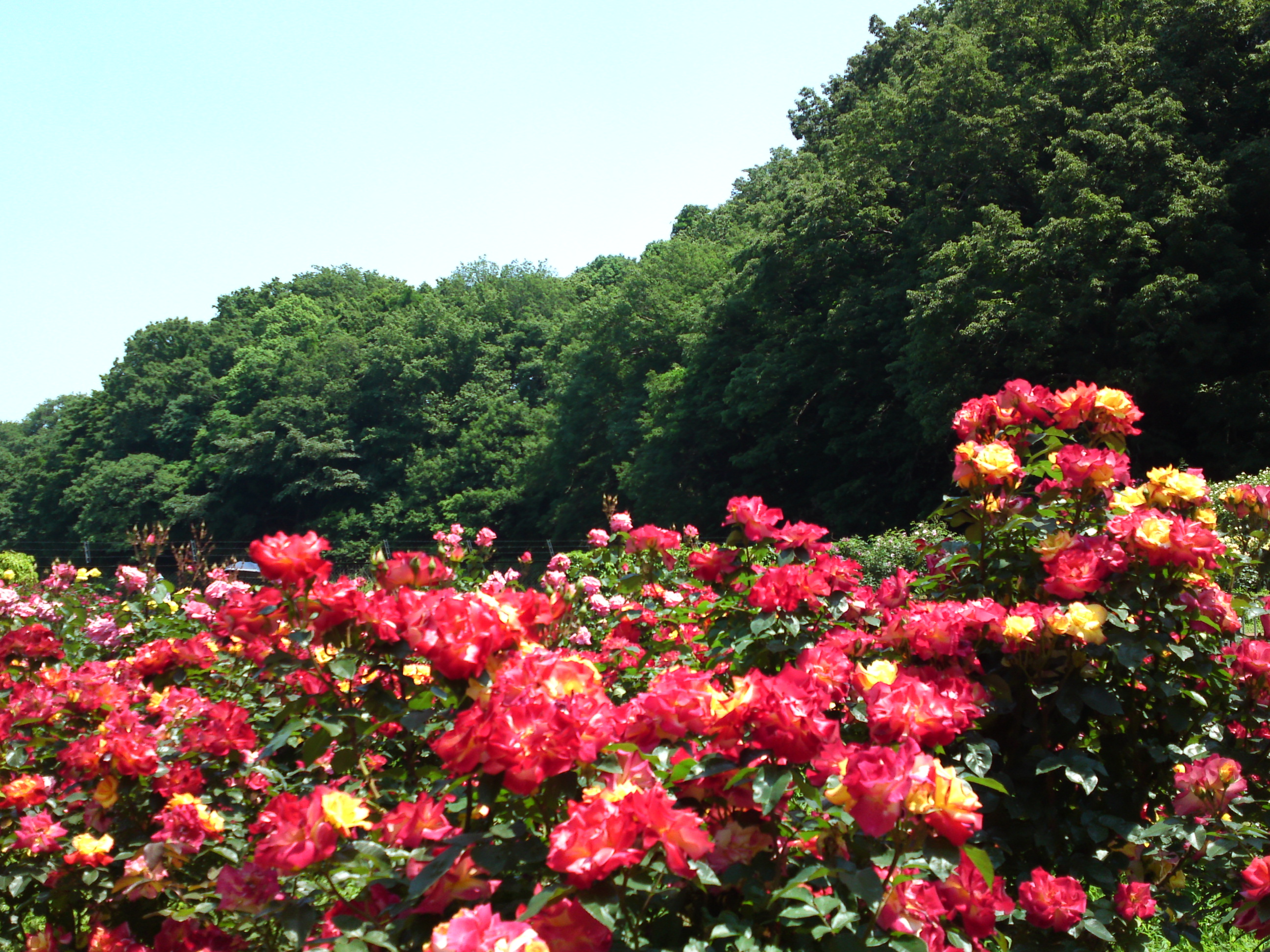 2017年大町自然観察園咲く満開のバラの花２０