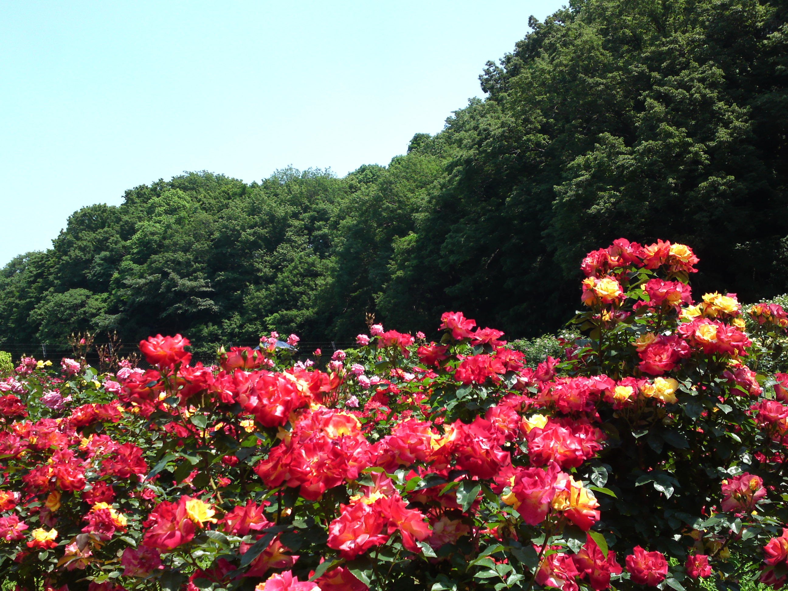 2017年大町自然観察園咲く満開のバラの花２１