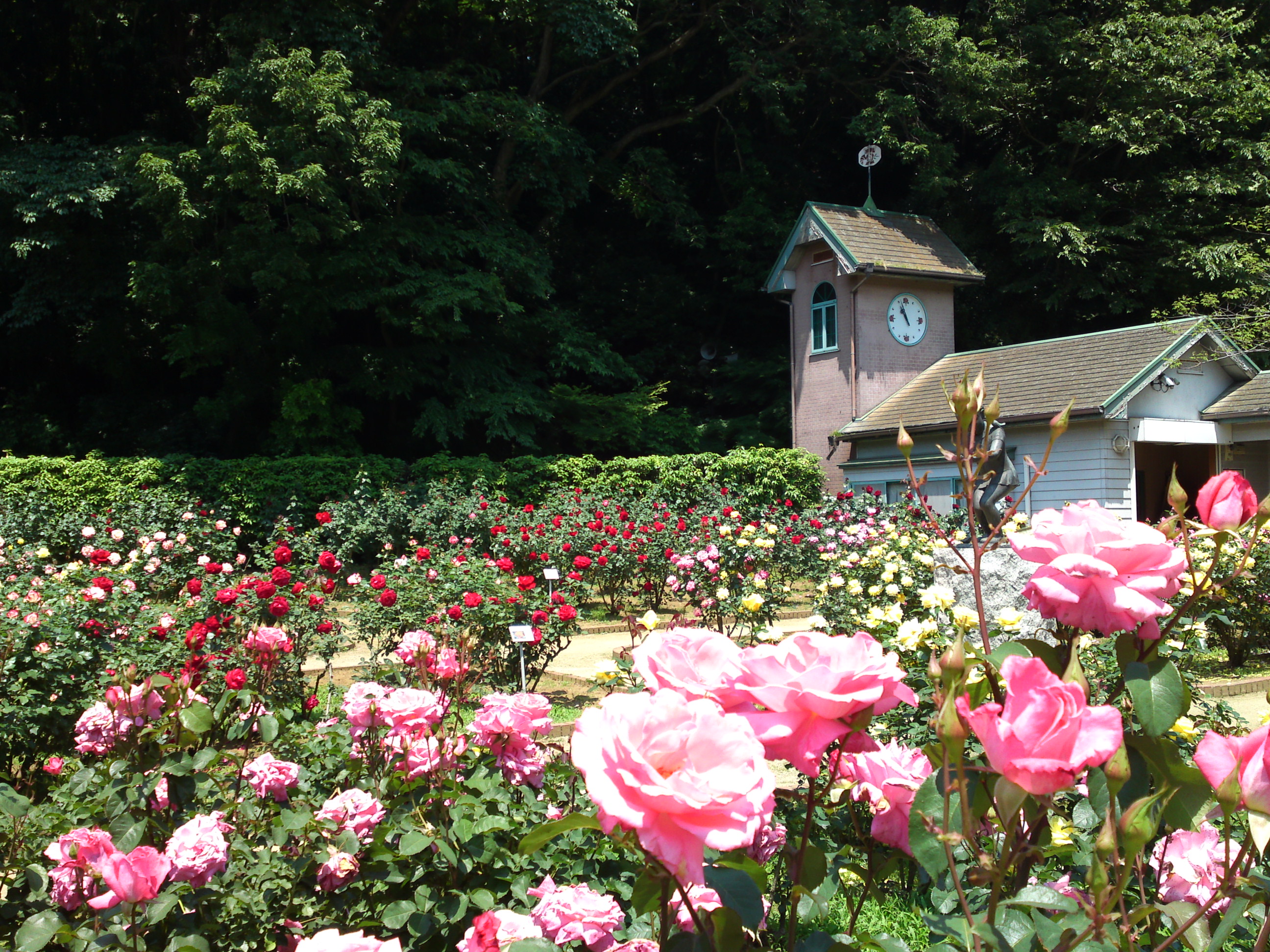 2017年大町自然観察園咲く満開のバラの花２２