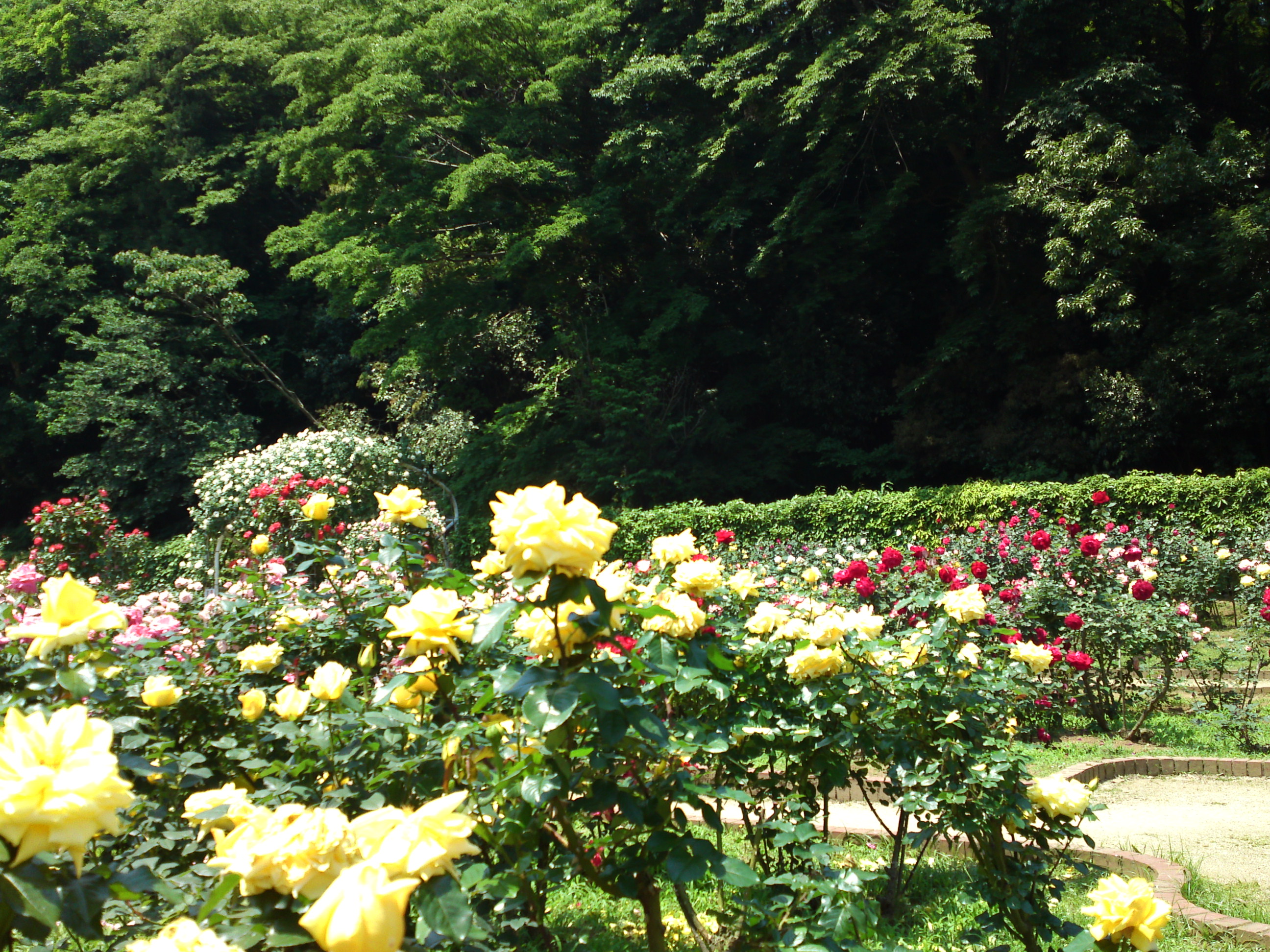 2017年大町自然観察園咲く満開のバラの花２３