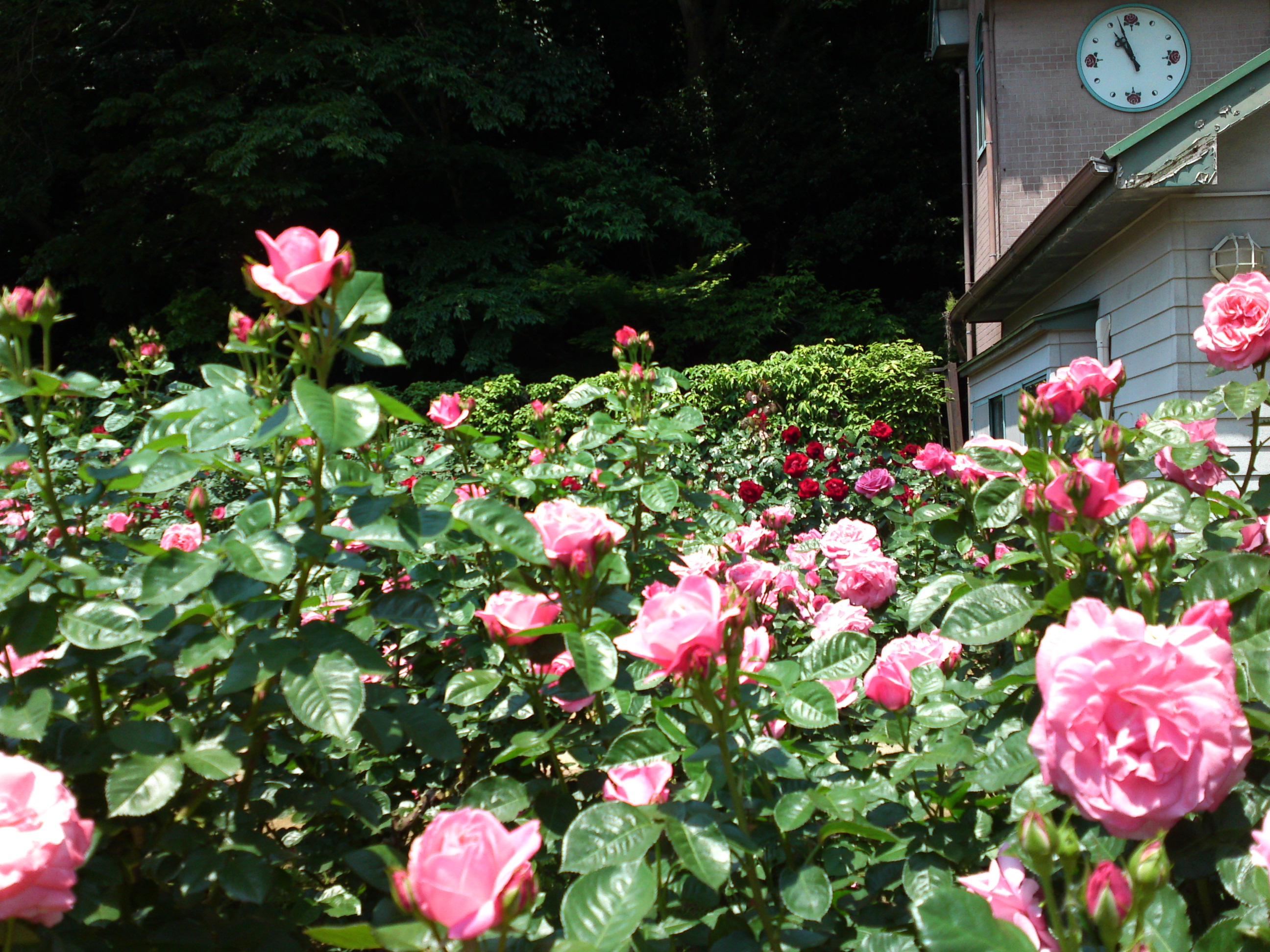 2017年大町自然観察園咲く満開のバラの花２４