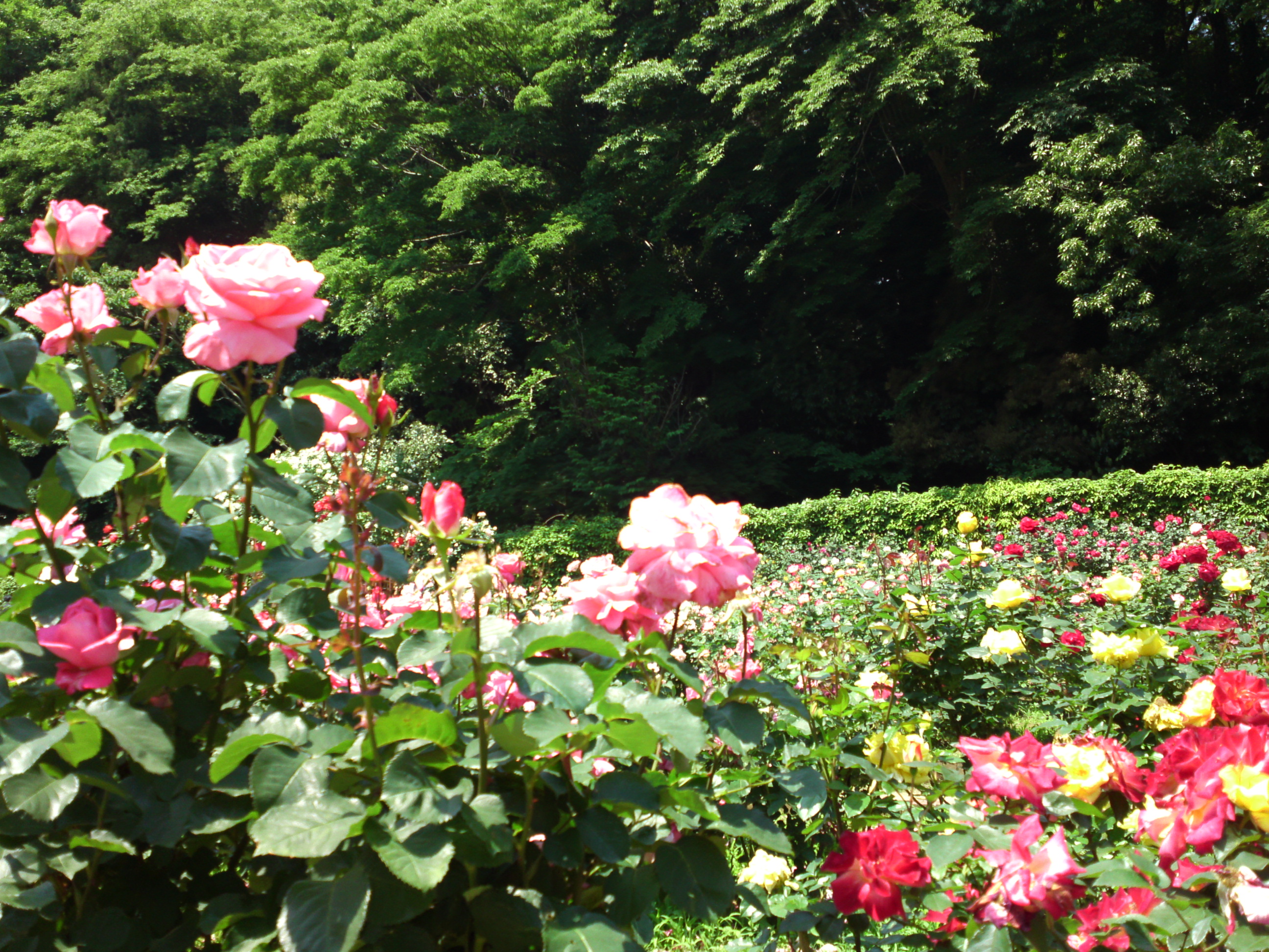 2017年大町自然観察園咲く満開のバラの花１