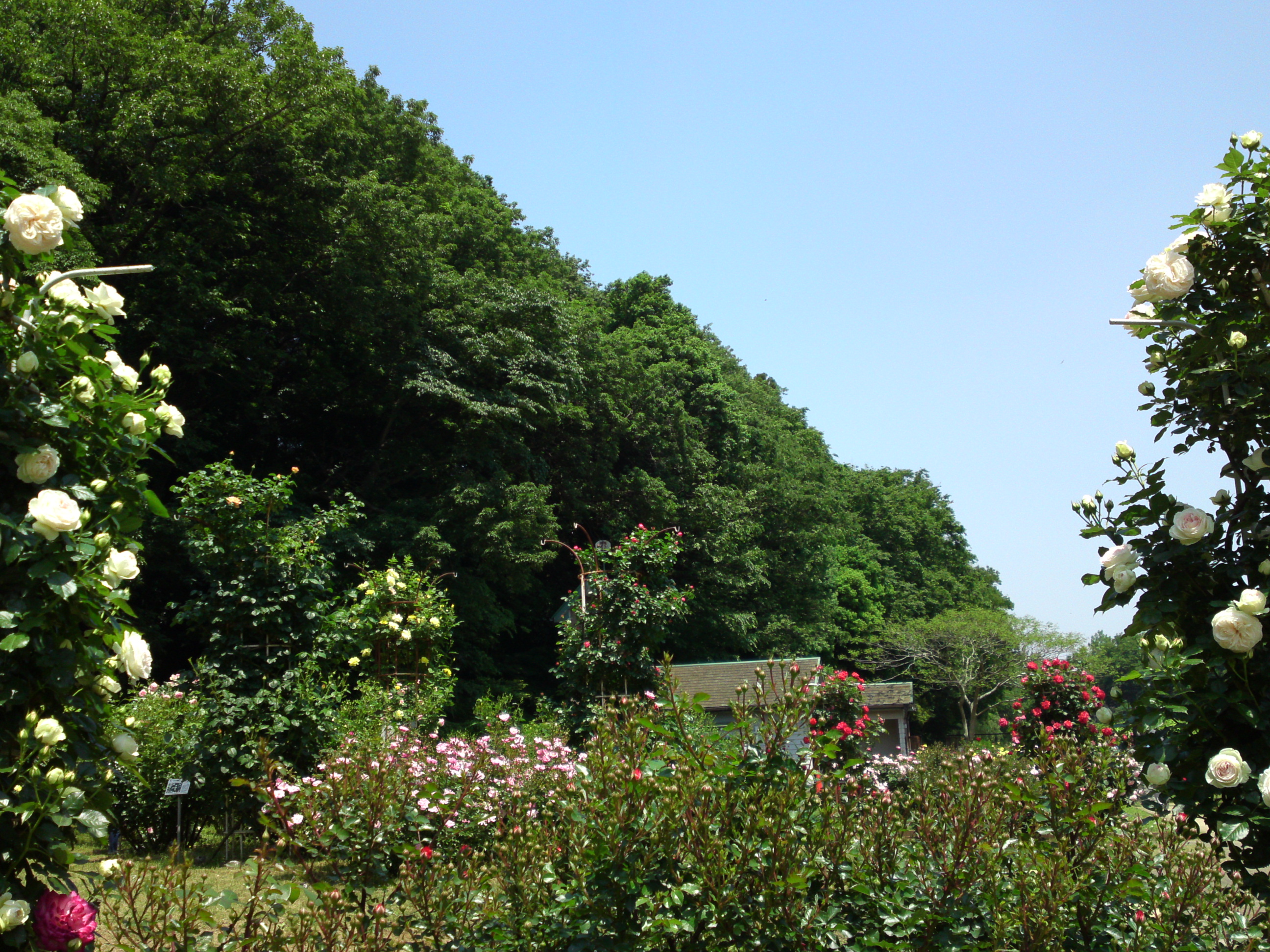 2017年大町自然観察園咲く満開のバラの花２