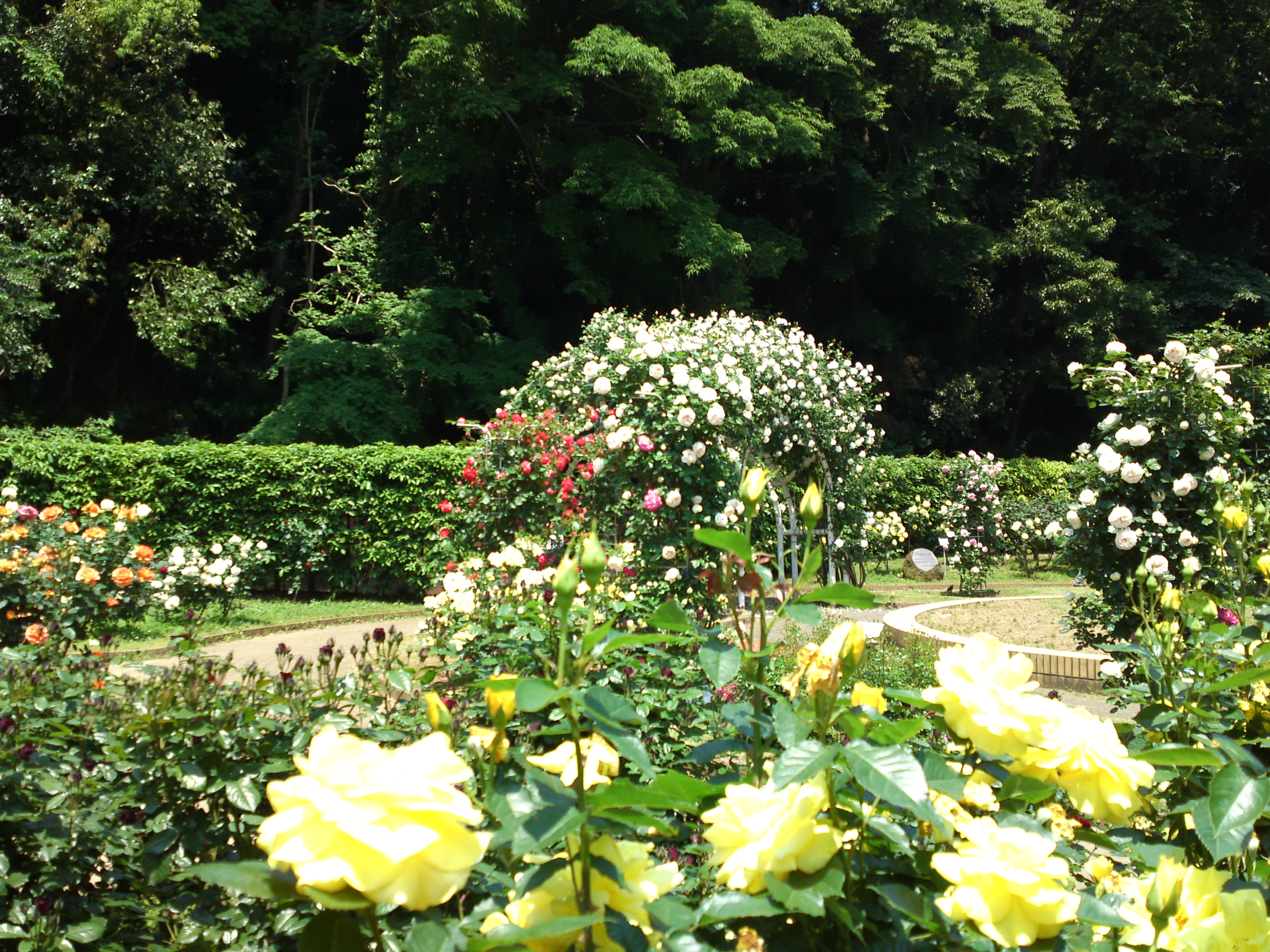 2017年大町自然観察園咲く満開のバラの花３