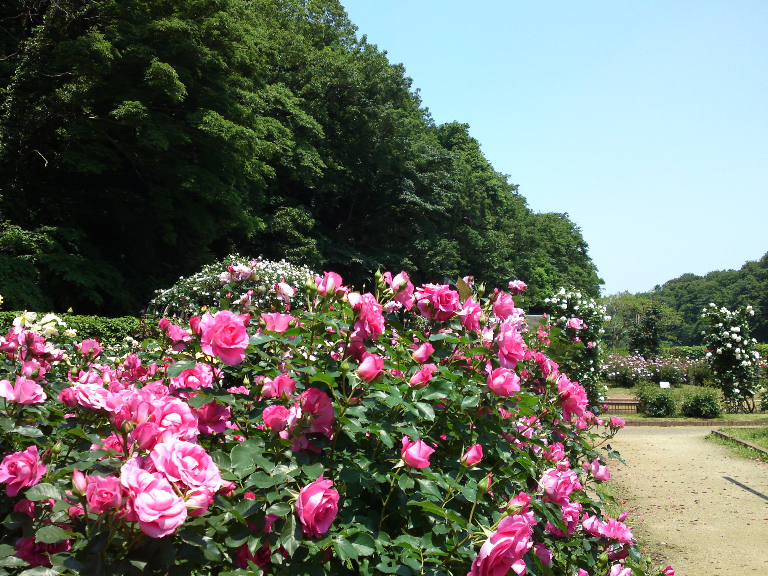 2017年大町自然観察園咲く満開のバラの花４